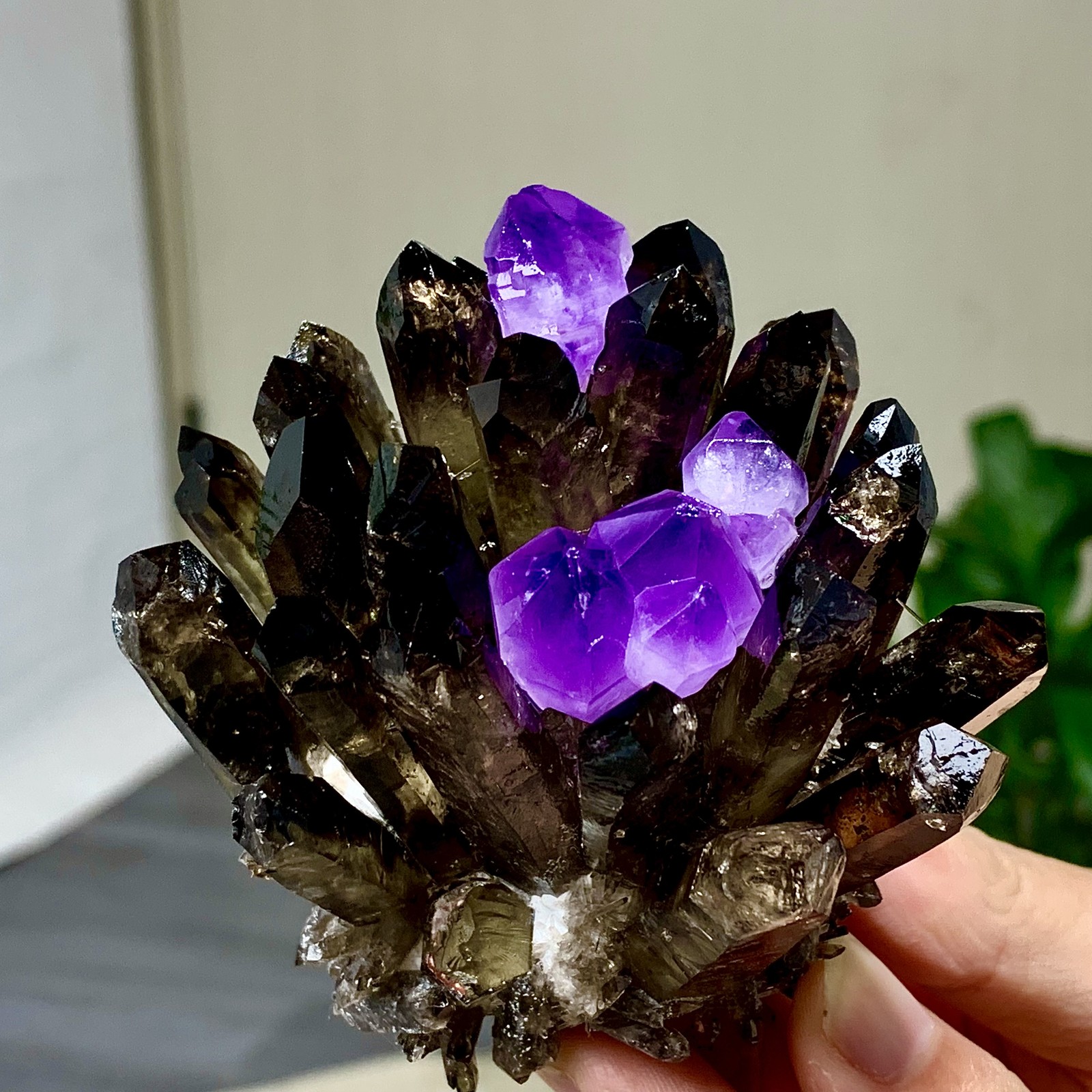 290G New Find black+purple Phantom Quartz Crystal Cluster Mineral Specimen