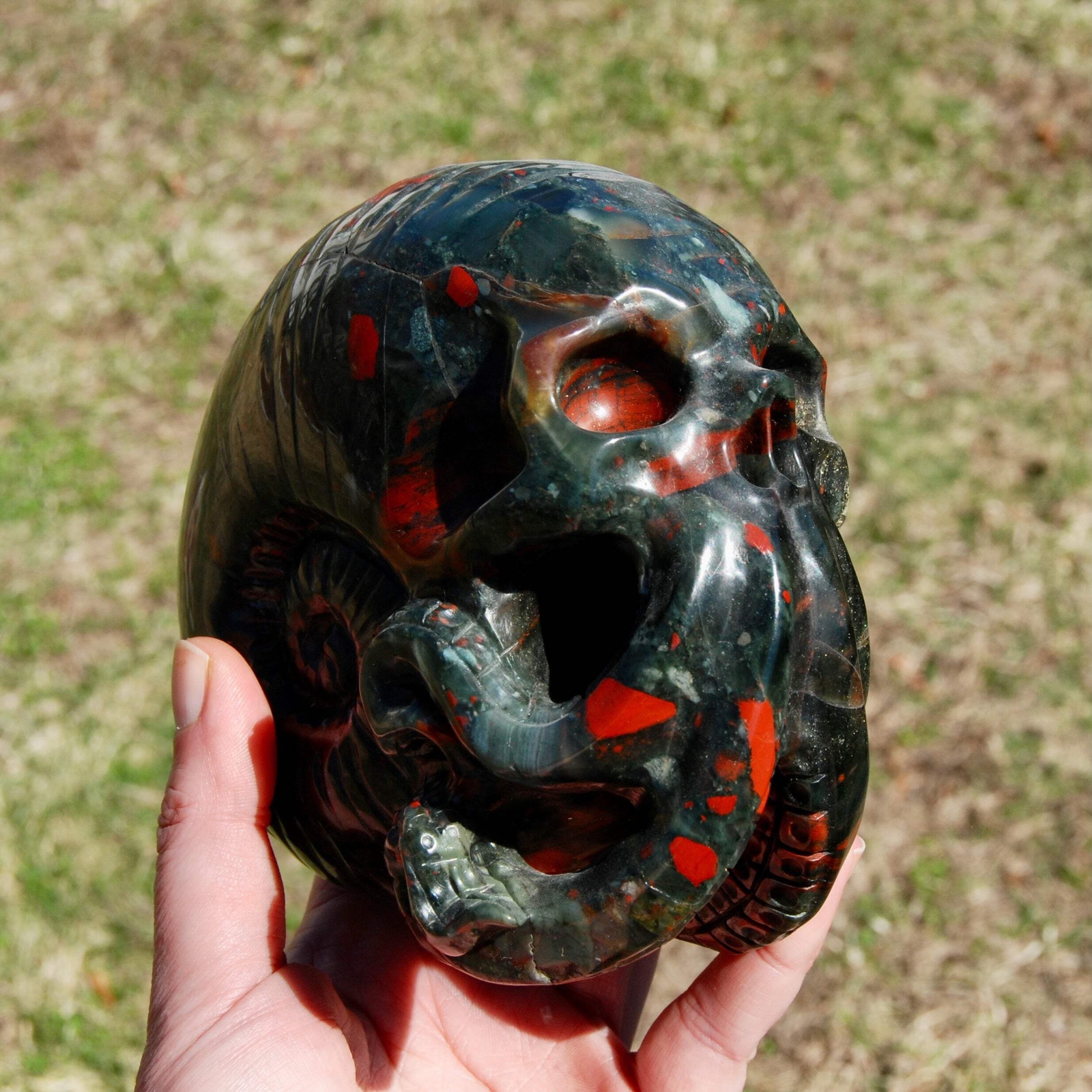 6in 4.2LB HUGE African Bloodstone Crystal Nautilus Octopus Skull