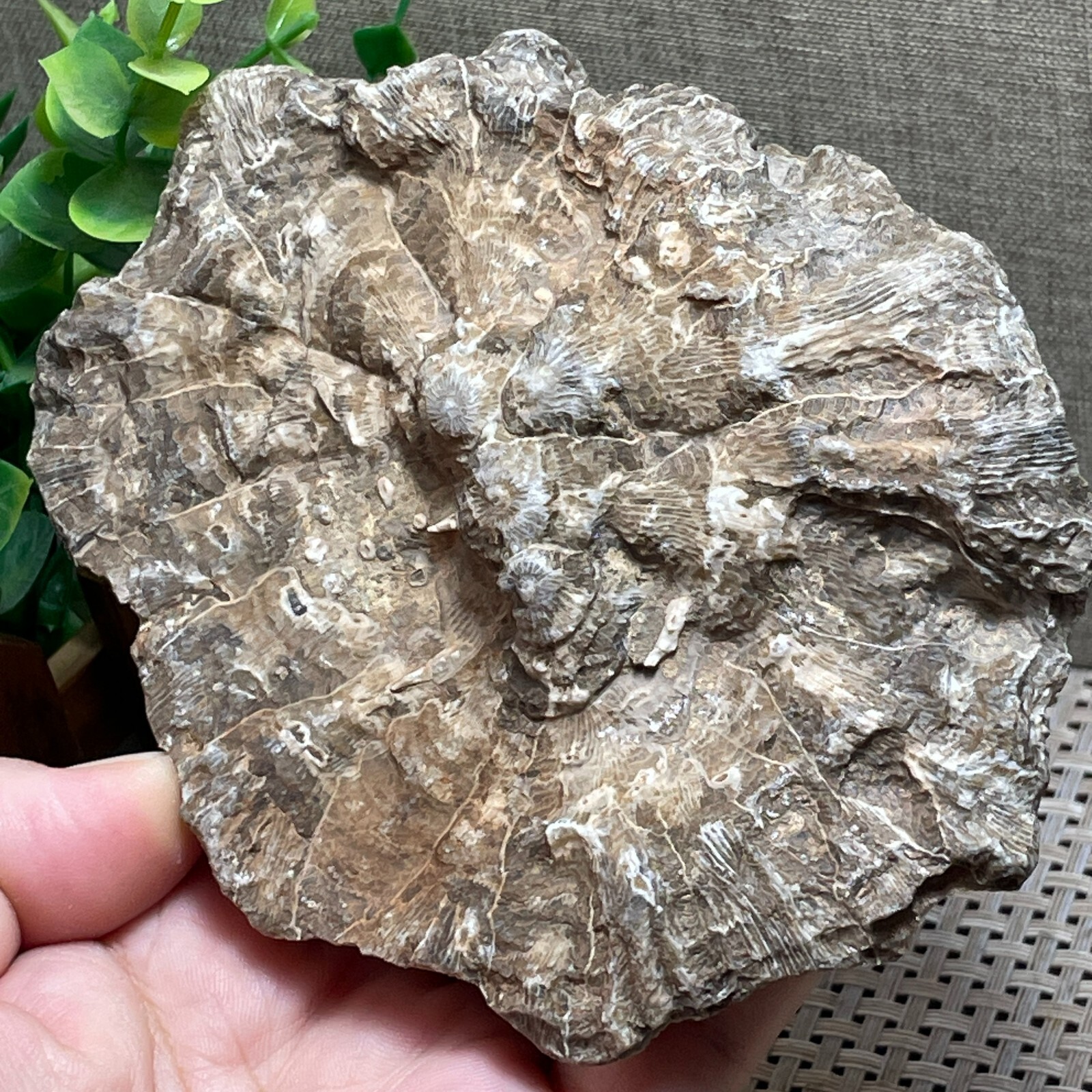 Unpolished Michigan Petoskey Stone-Hexagonaria -rough stone home decor 415g