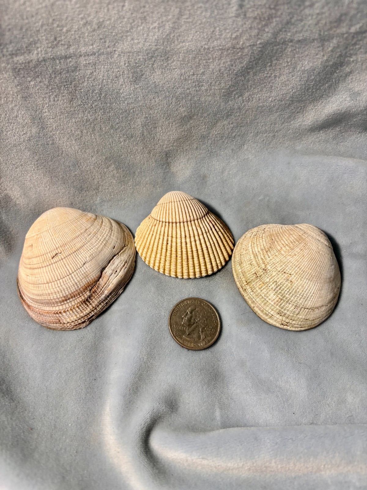 California Beach Shell Lot, Stackable Sea shells 63
