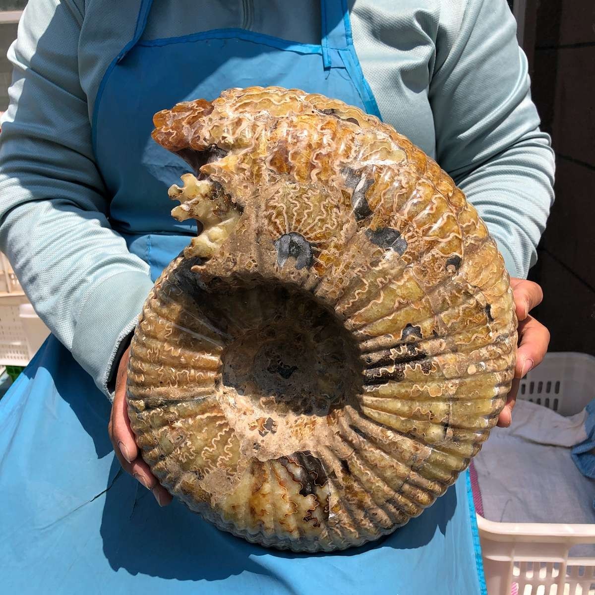 18.74LB Natural Beautiful Ammonite Fossil Conch Crystal Specimen Healing 5400