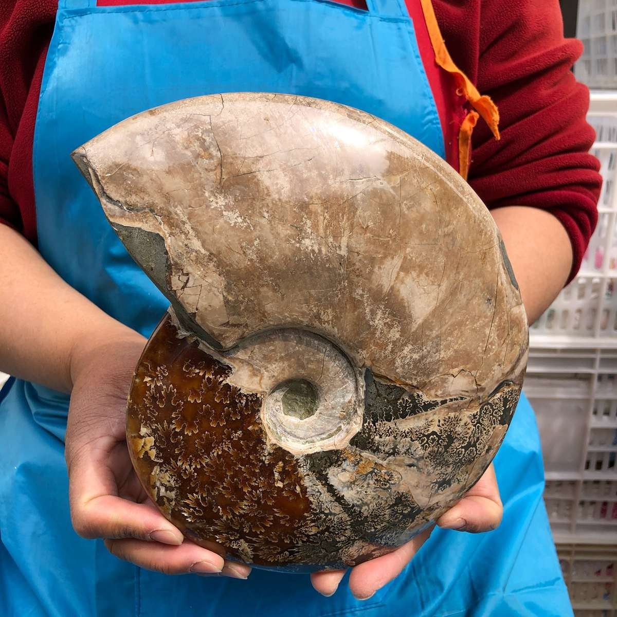 5.14LB Large Natural Beautiful Ammonite Fossil Conch Crystal Specimen Healing