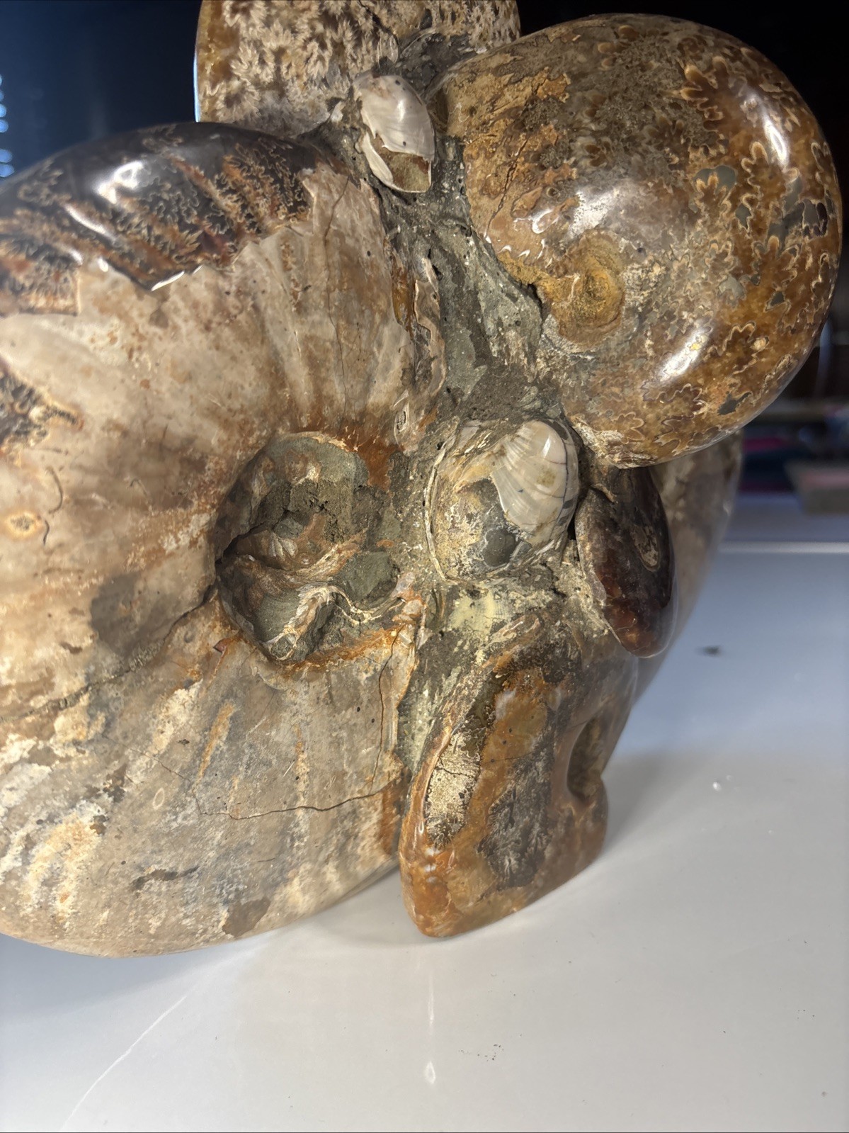 Ancient Statue Fossil Ammonite Rock Prehistoric Specimen 11lbs. Fossil3 X1