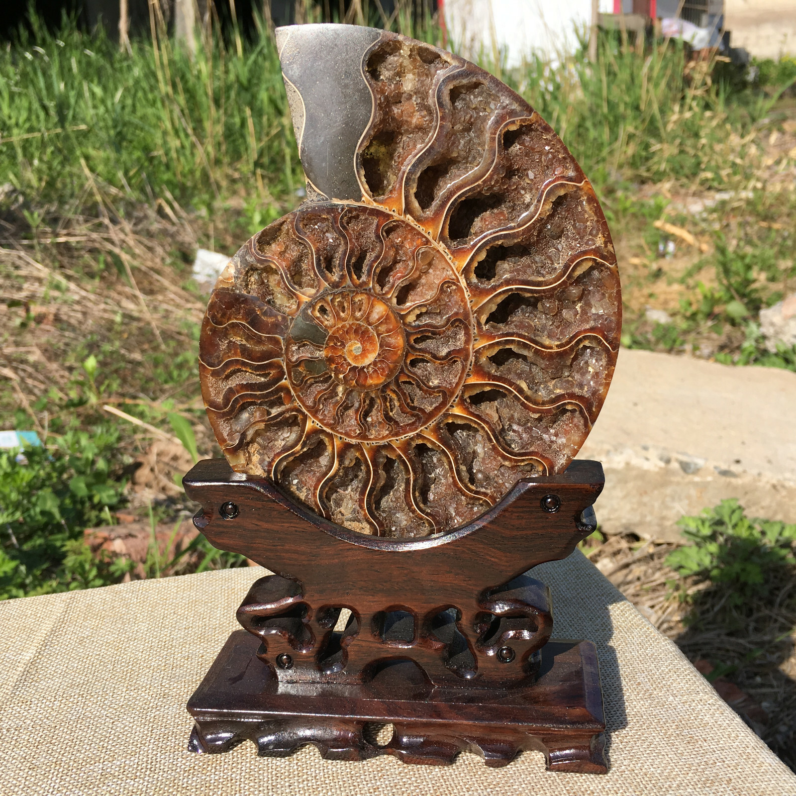 A Pair of Natural Ammonite Fossil Conch Crystal Specimen Healing+stand 2PC