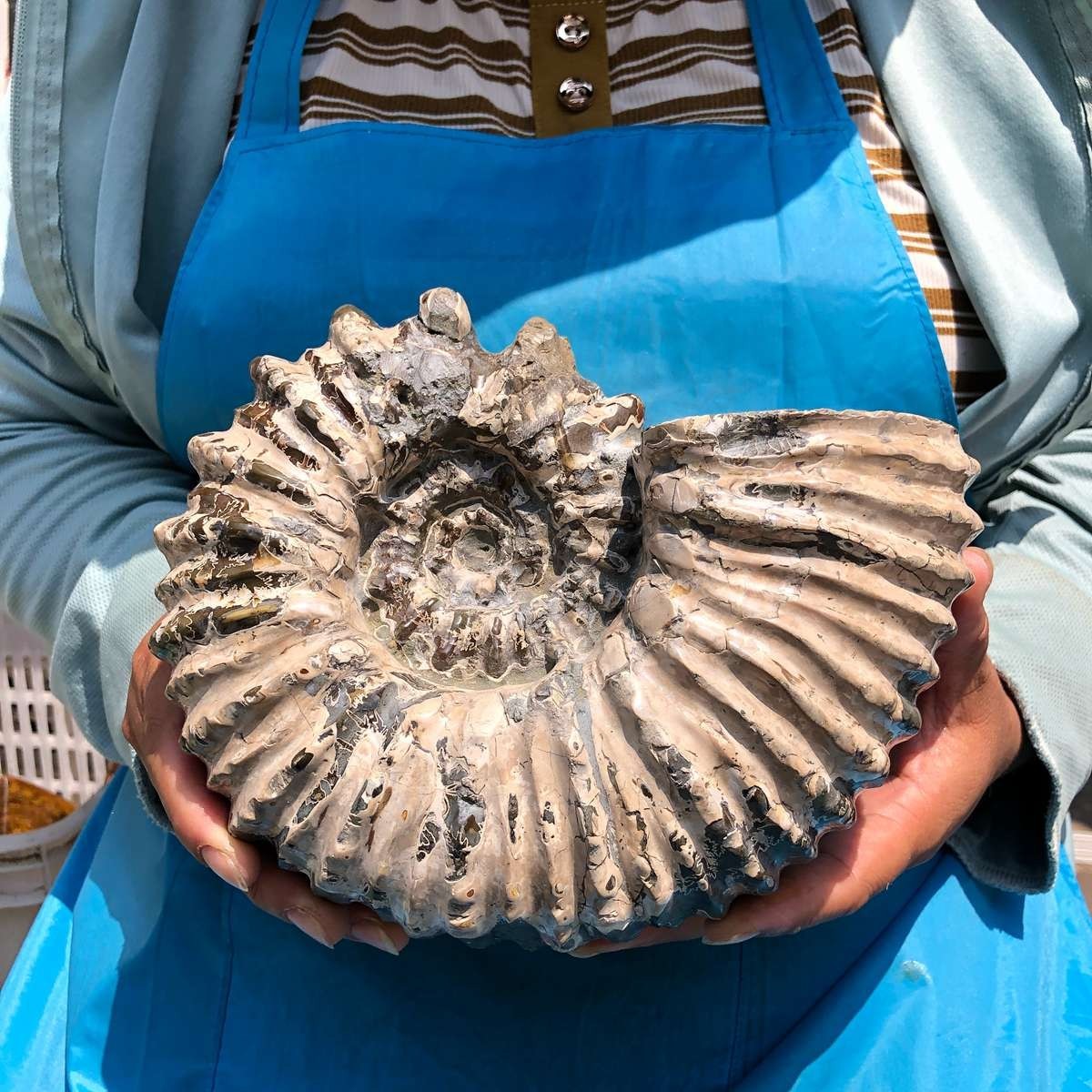 7.12LB Natural Beautiful Ammonite Fossil Conch Crystal Specimen Healing 5403