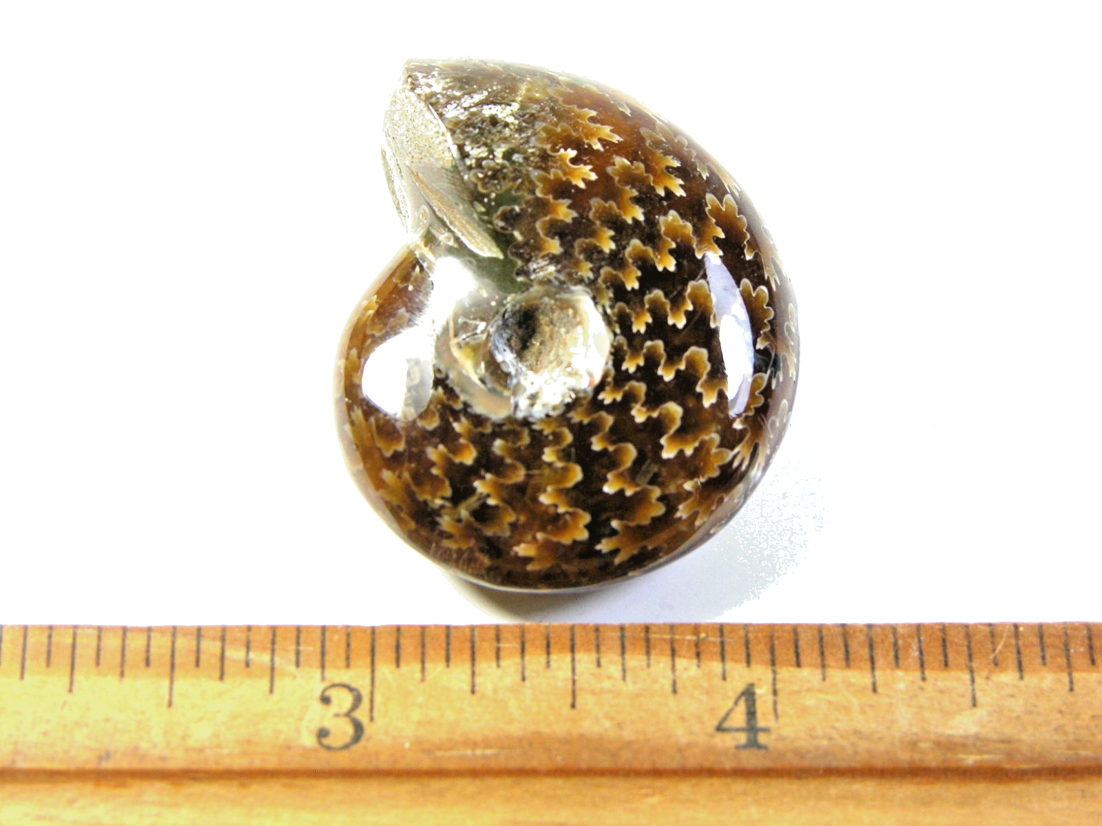 Ammonite fossil polished 1 1/2″ + showing suture &fire Madagascar ms39