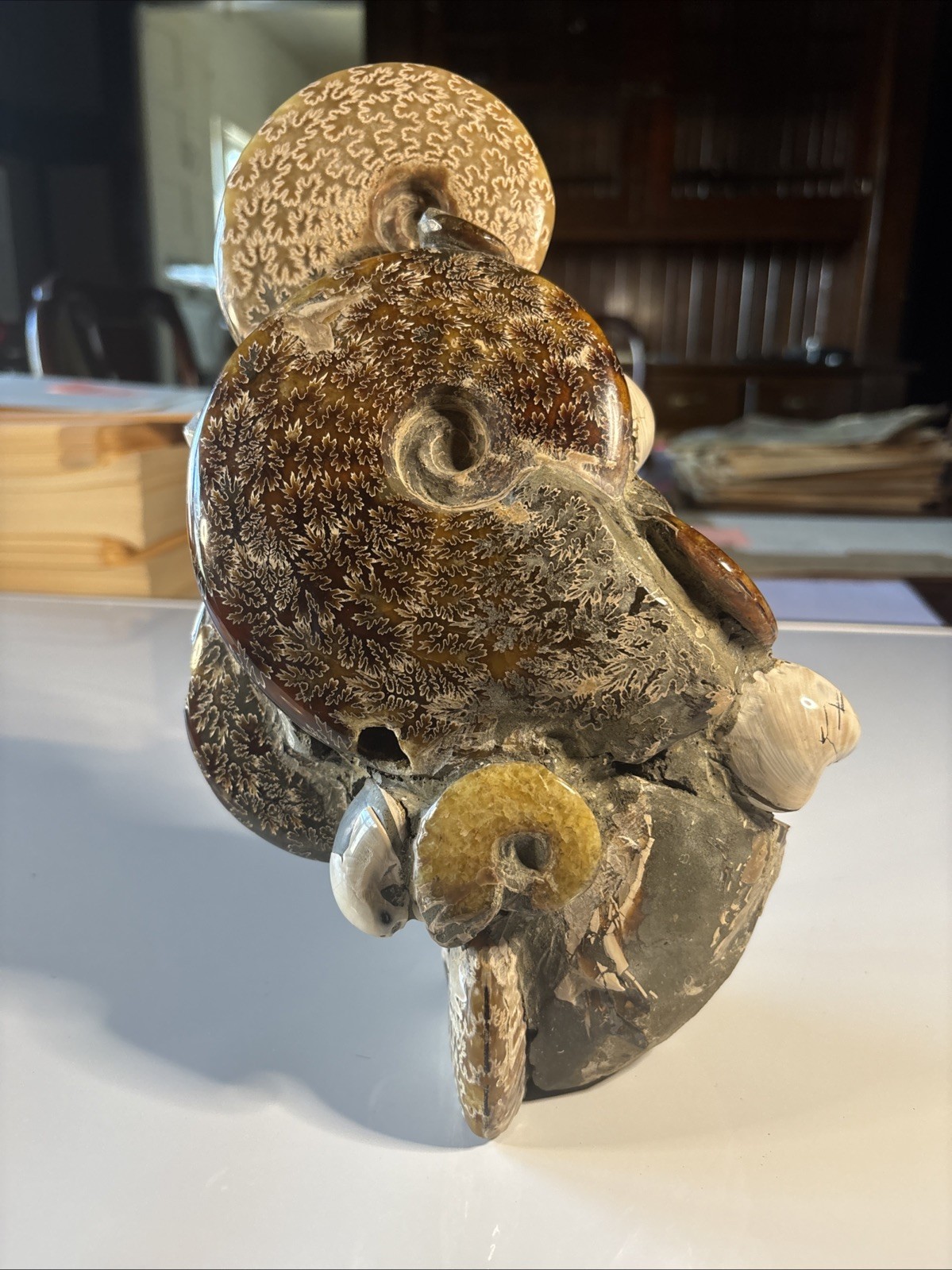 Ancient Statue Fossil Ammonite Rock Prehistoric Specimen 7lbs. Fossil4 X1