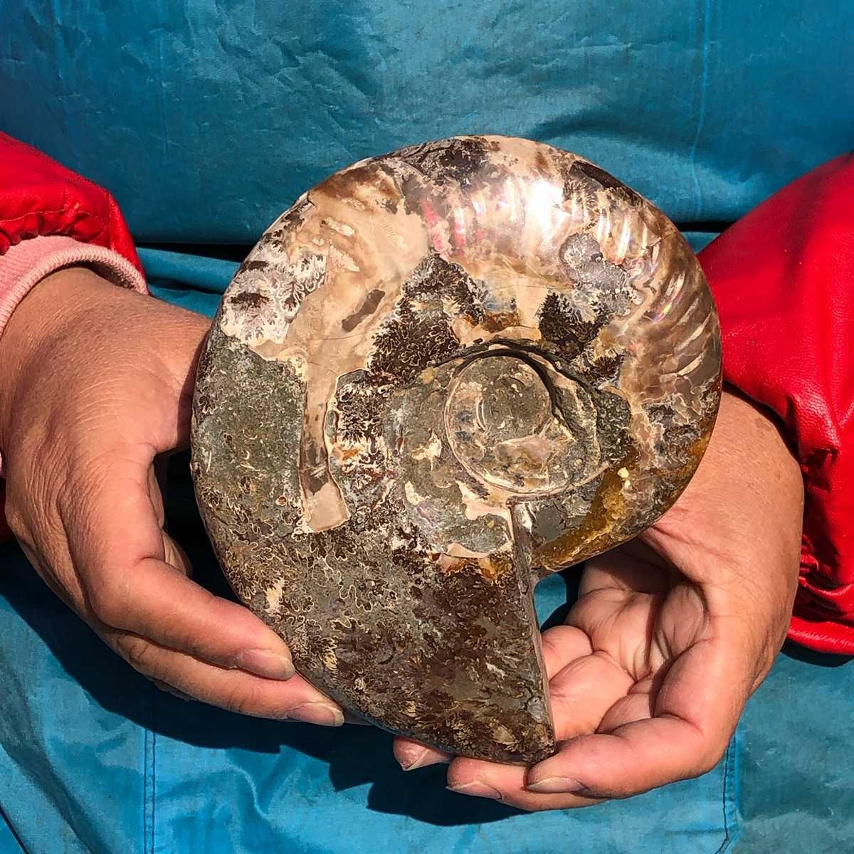2pcs 3.65LB Natural Horn Screw Fossil Ammonite Conch Crystal Specimen Healing