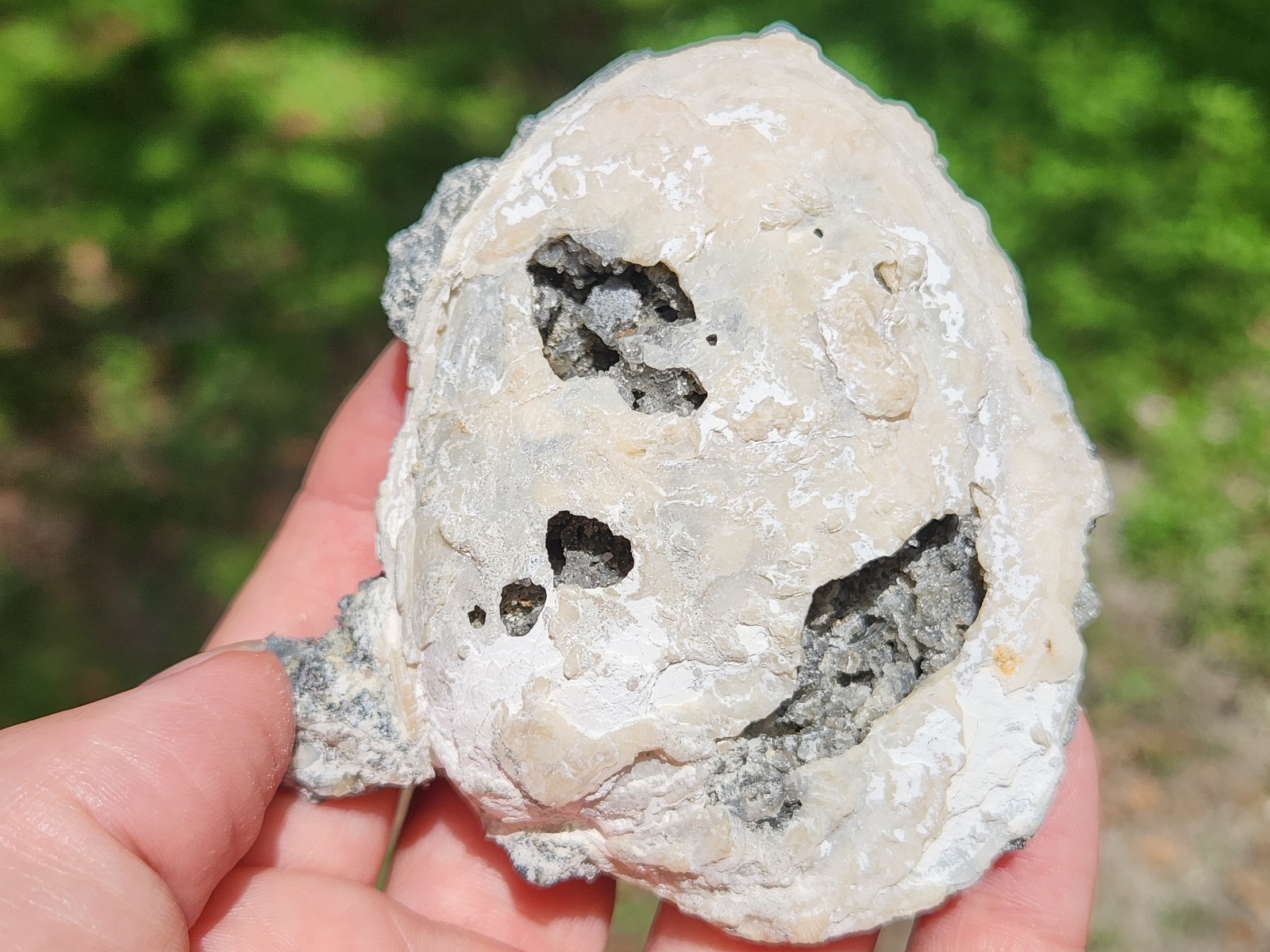 Calcite Crystal Clam Shell Fossil Rucks Pit Florida cut dogtooth clam honey UV