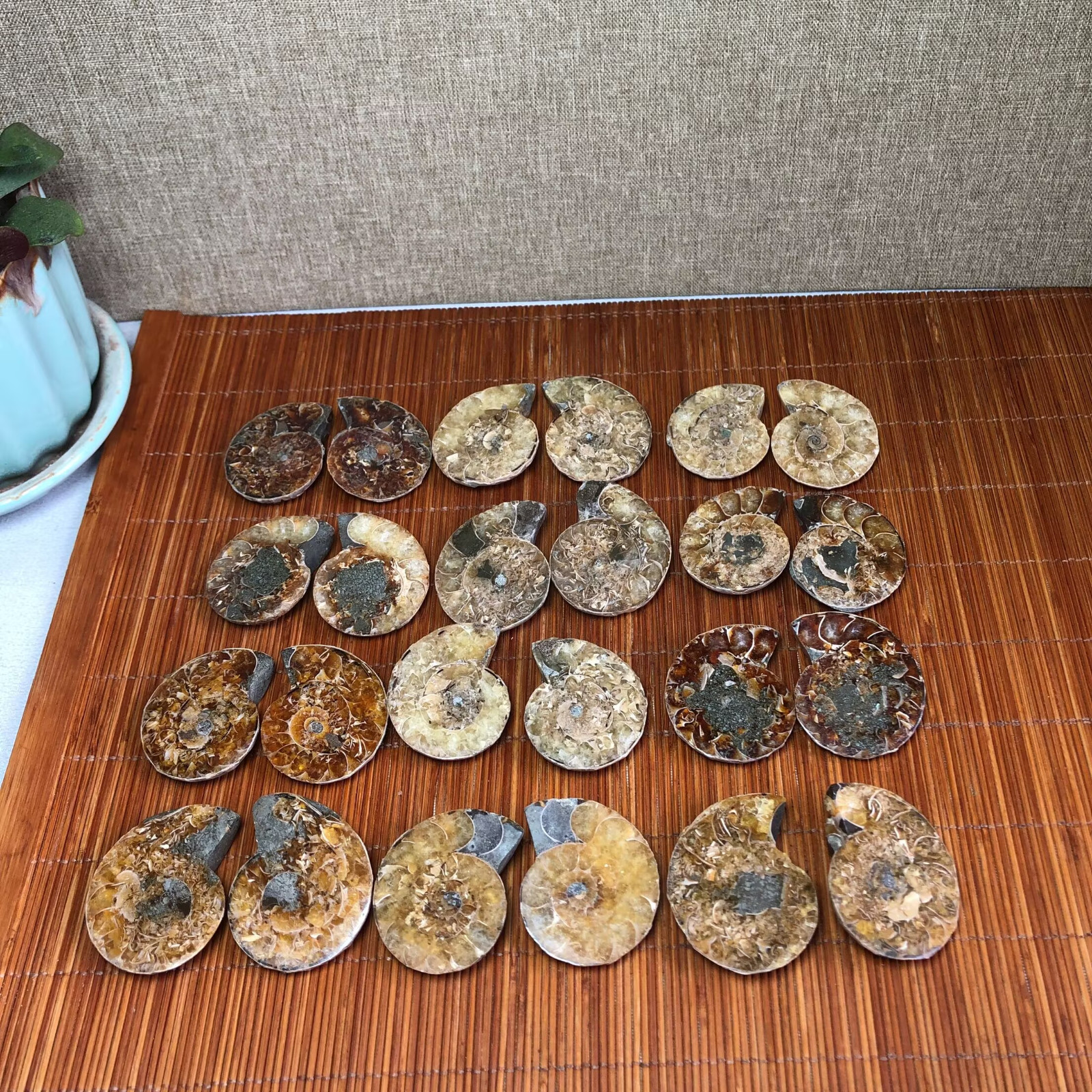 12 pairs of Split Ammonite Specimen Shell conch Healing 35mm-37mm wholesale