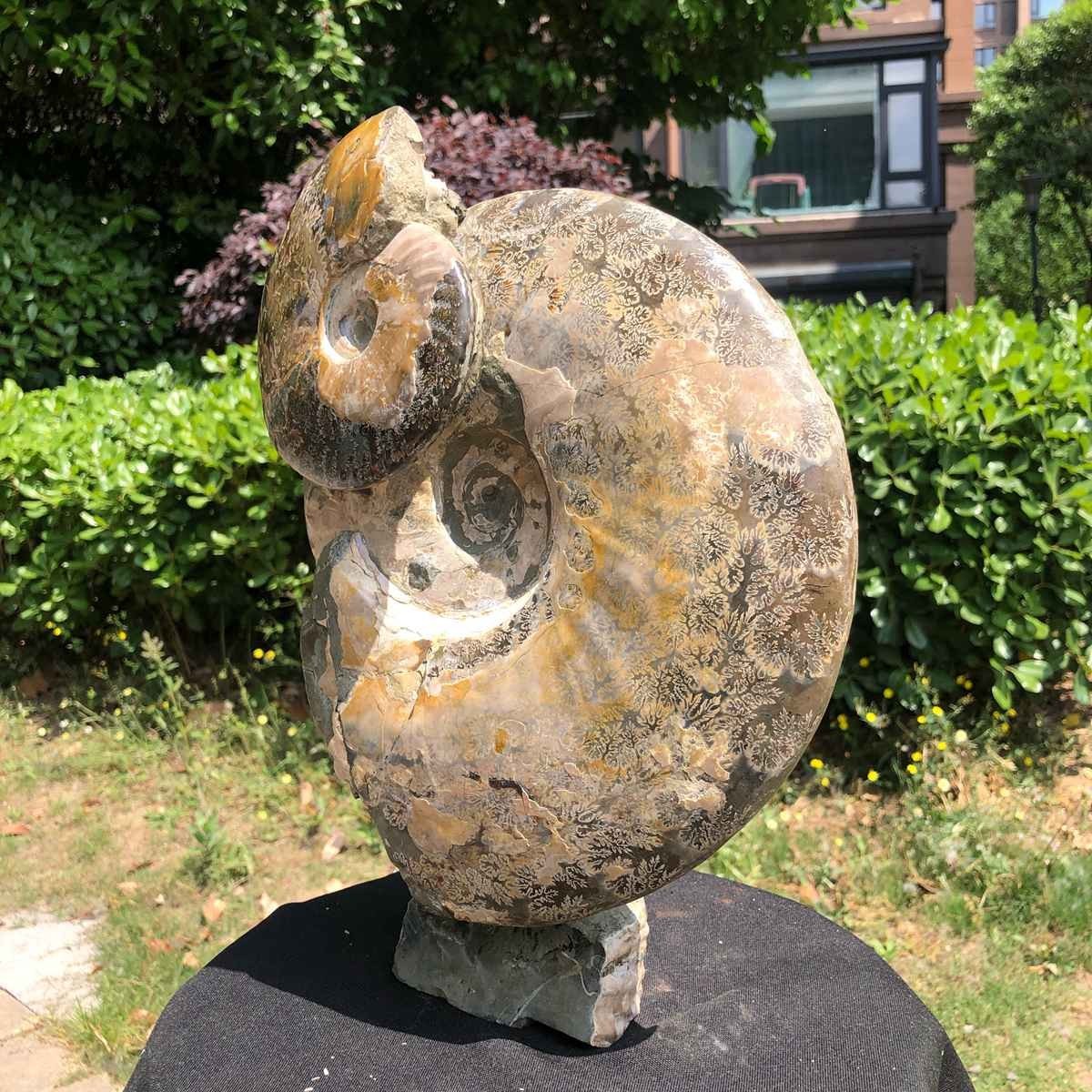 18.15LB Natural Beautiful Ammonite Fossil Conch Crystal Specimen Healing 5119