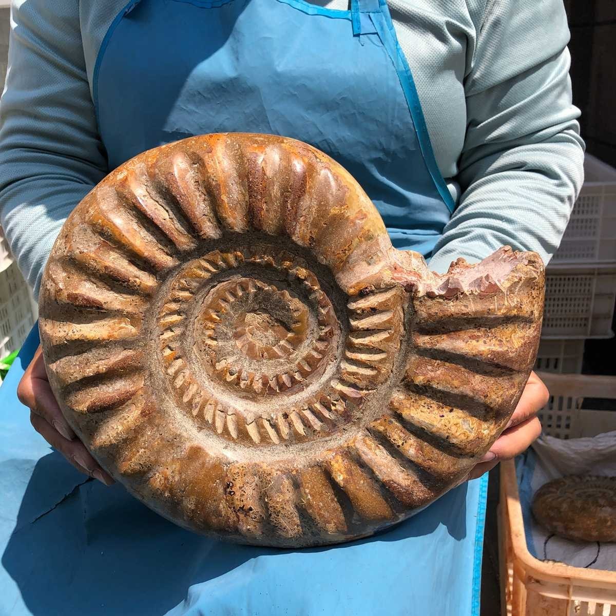 10.67LB Large Natural Beautiful Ammonite Fossil Conch Crystal Specimen Healing