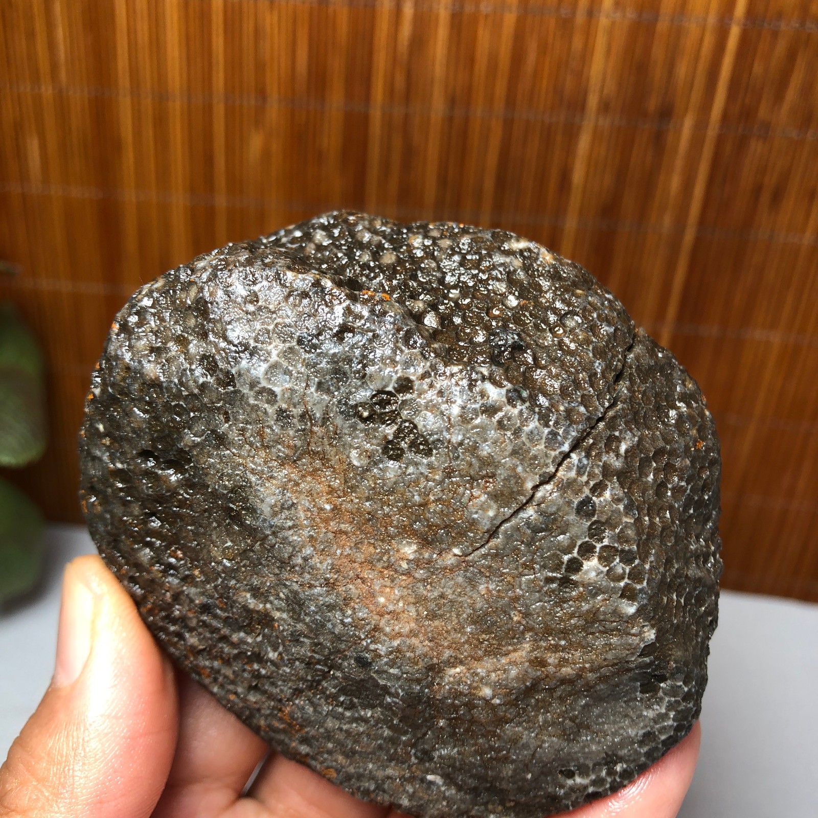 73mm Rare Rugose Coral Slab original Actinocyathus Morocco 291g AA9419