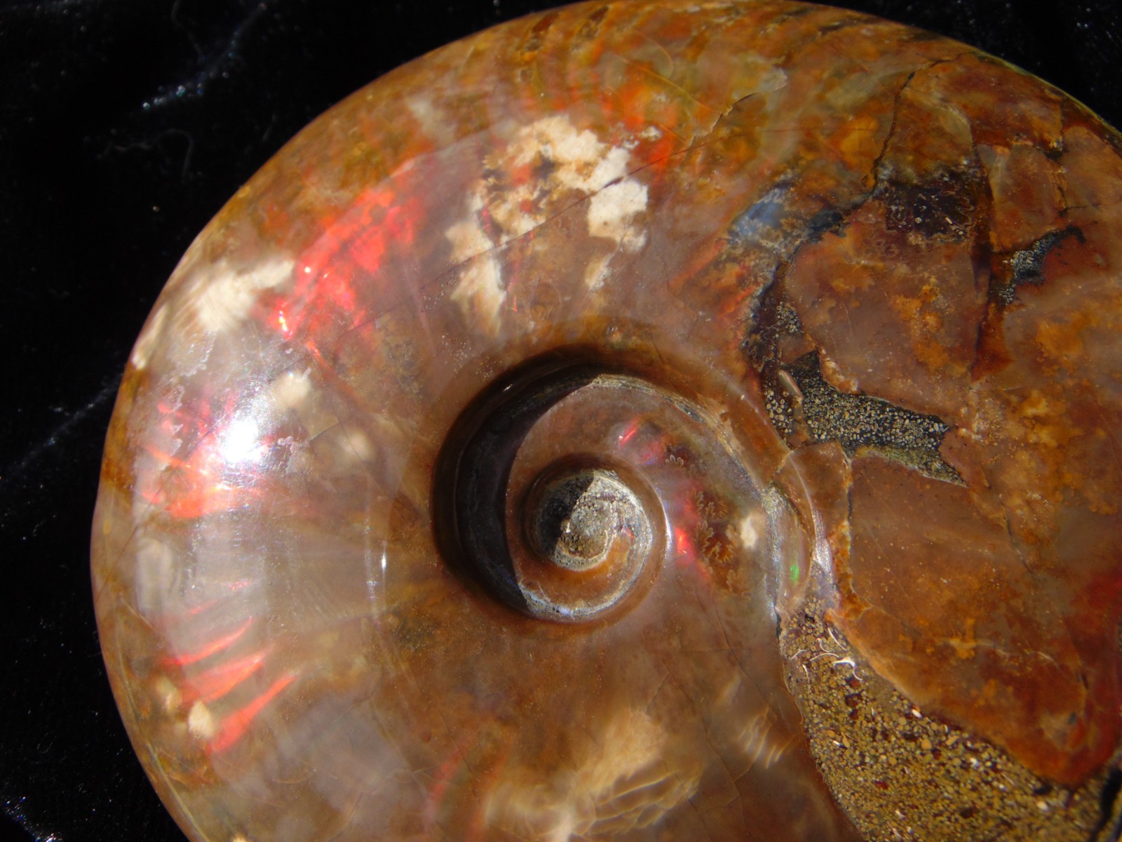 Carved Skull Ammonite from Skullis