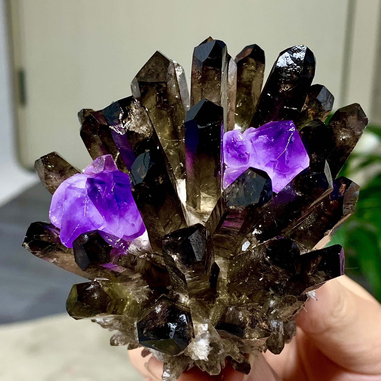 308G New Find black+purple Phantom Quartz Crystal Cluster Mineral Specimen