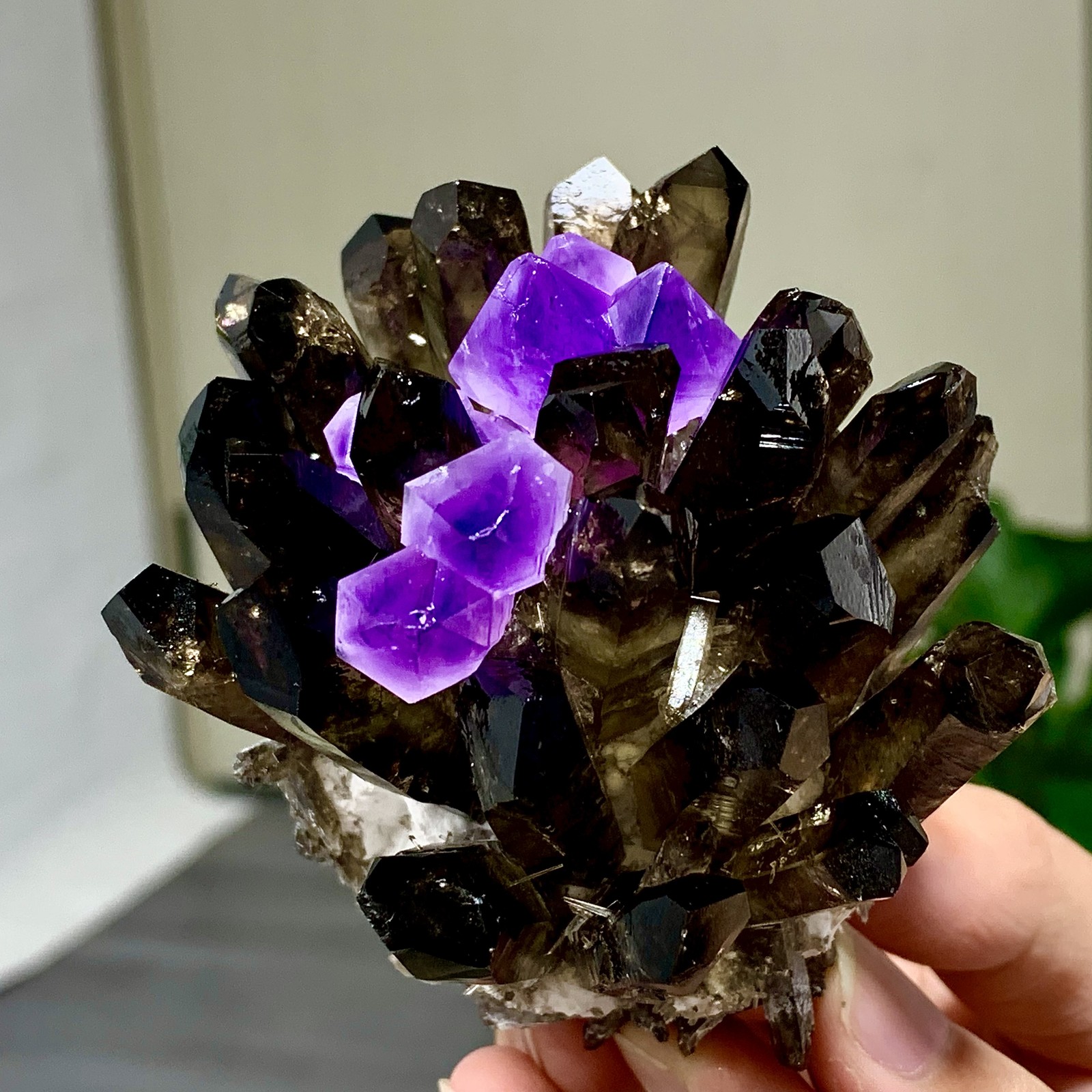 290G New Find black+purple Phantom Quartz Crystal Cluster Mineral Specimen