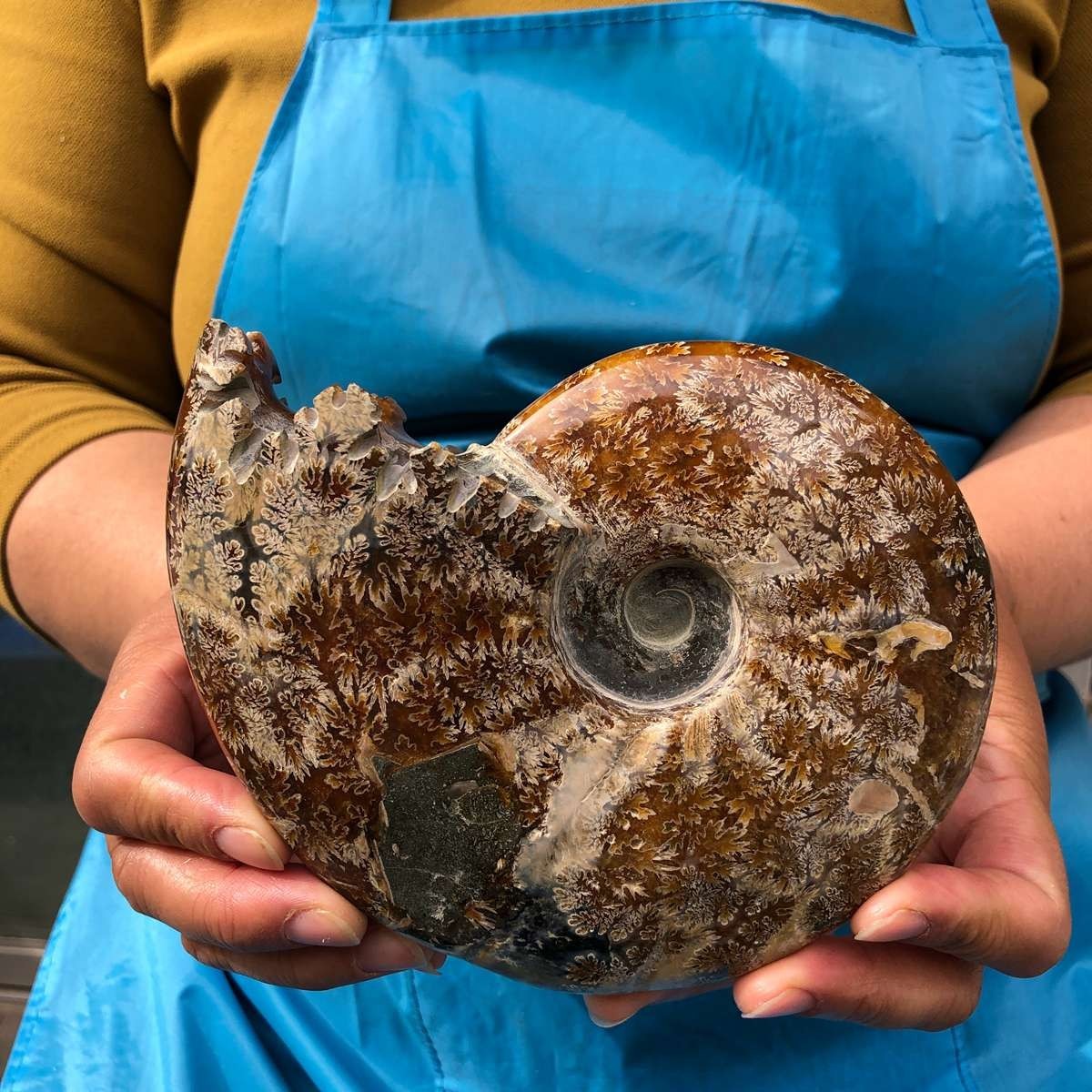 2pcs 3.47LB Natural Beautiful Ammonite Fossil Conch Crystal Specimen Healing