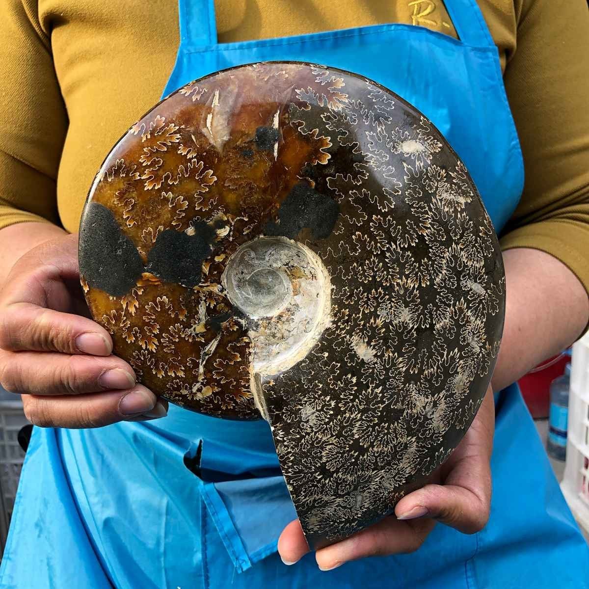 3.41LB Rare! Natural Tentacle Ammonite Fossil Specimen Shell Healing Madagascar