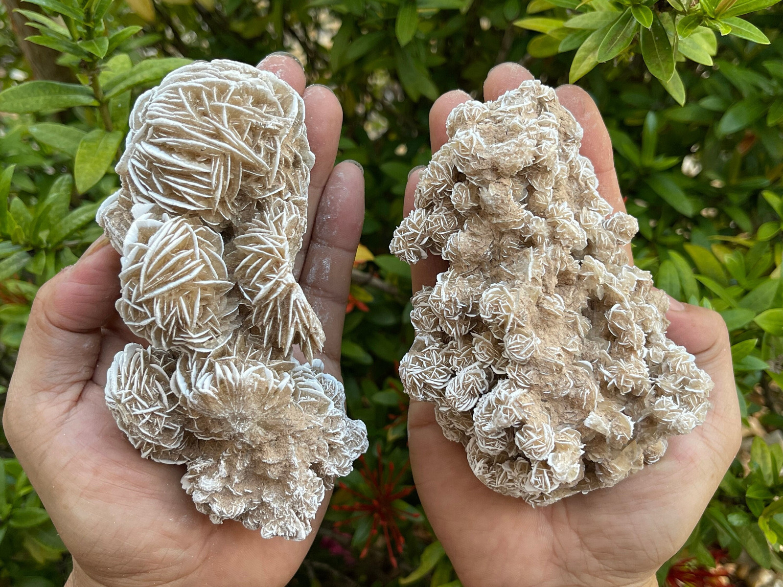 Large to Giant Desert Rose Cluster,3-10 Inches Beautiful Huge Desert Gypsum Rose
