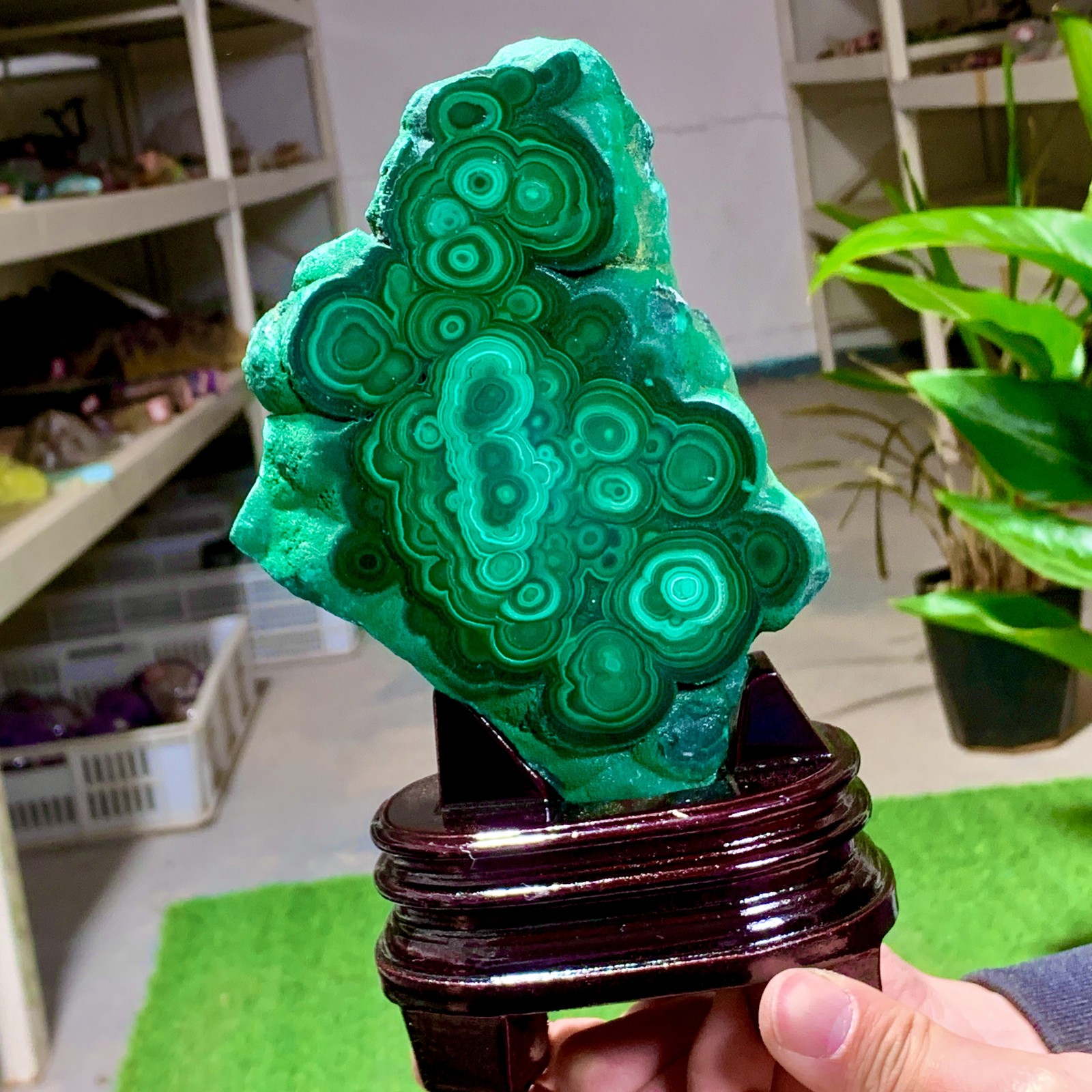 1.92LB Natural glossy Malachite transparent cluster rough mineral sample healing