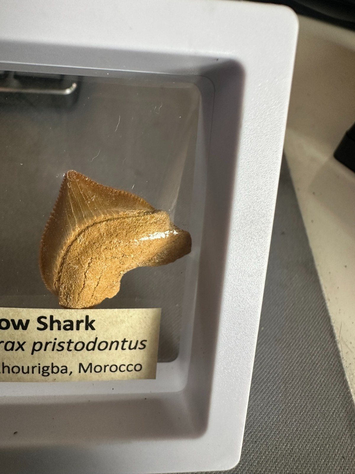 Squalicorax “Crow Shark Tooth” 70 MYO, Morroco ~ Display 7cm (B white)