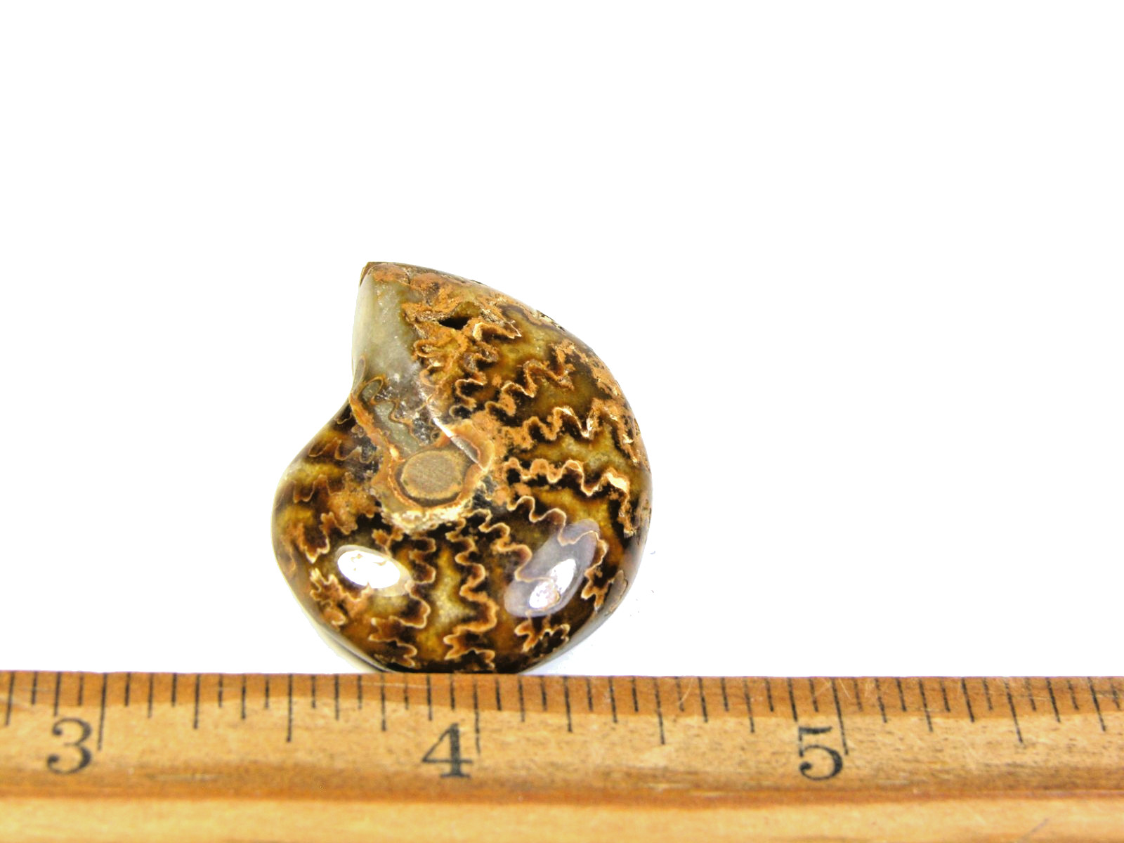 Ammonite fossil polished 1 1/2″ + showing suture lines Madagascar ms2
