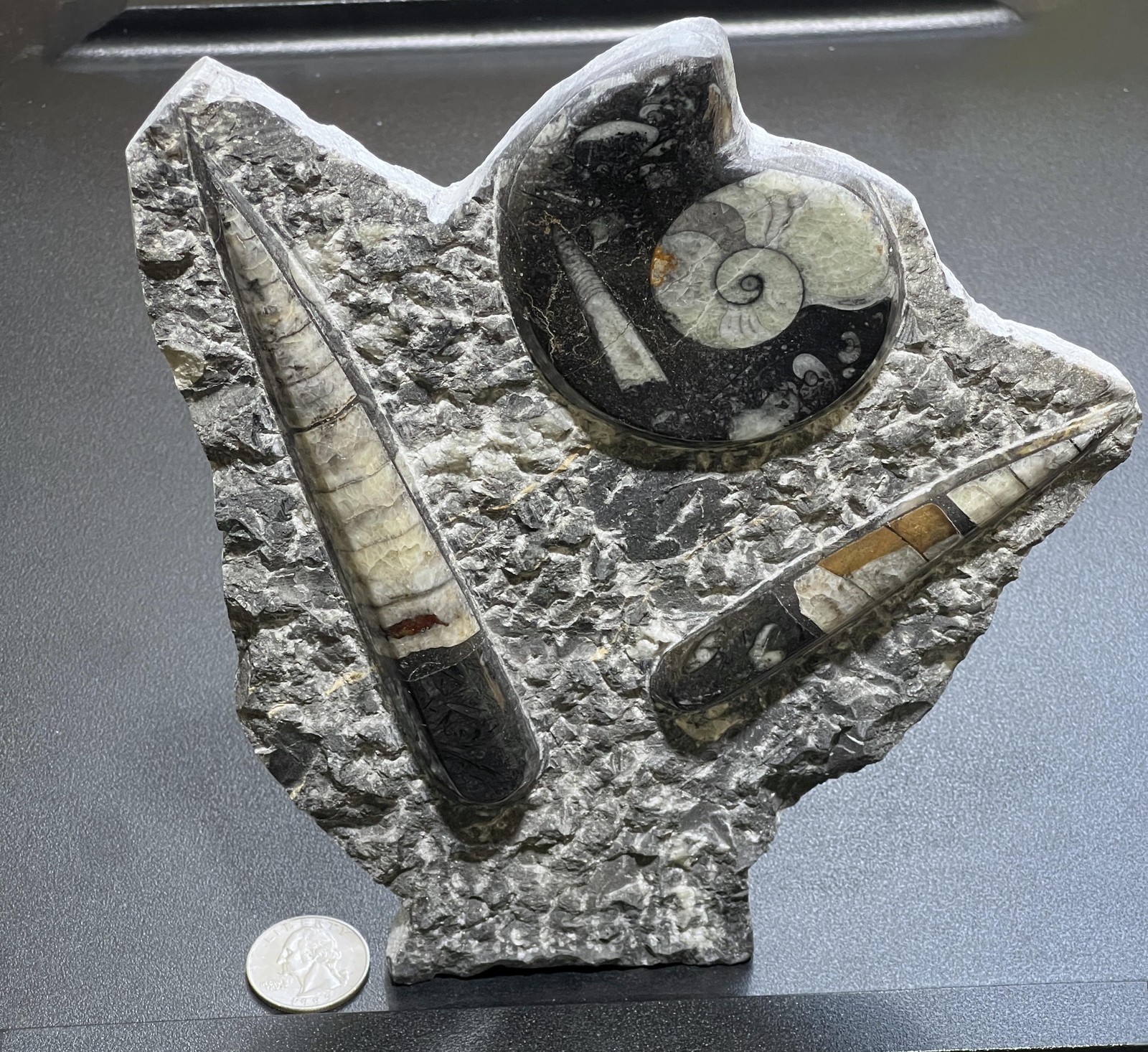 Orthoceras and Ammonite Fossil Stone Display Carving Natural Genuine Fossils
