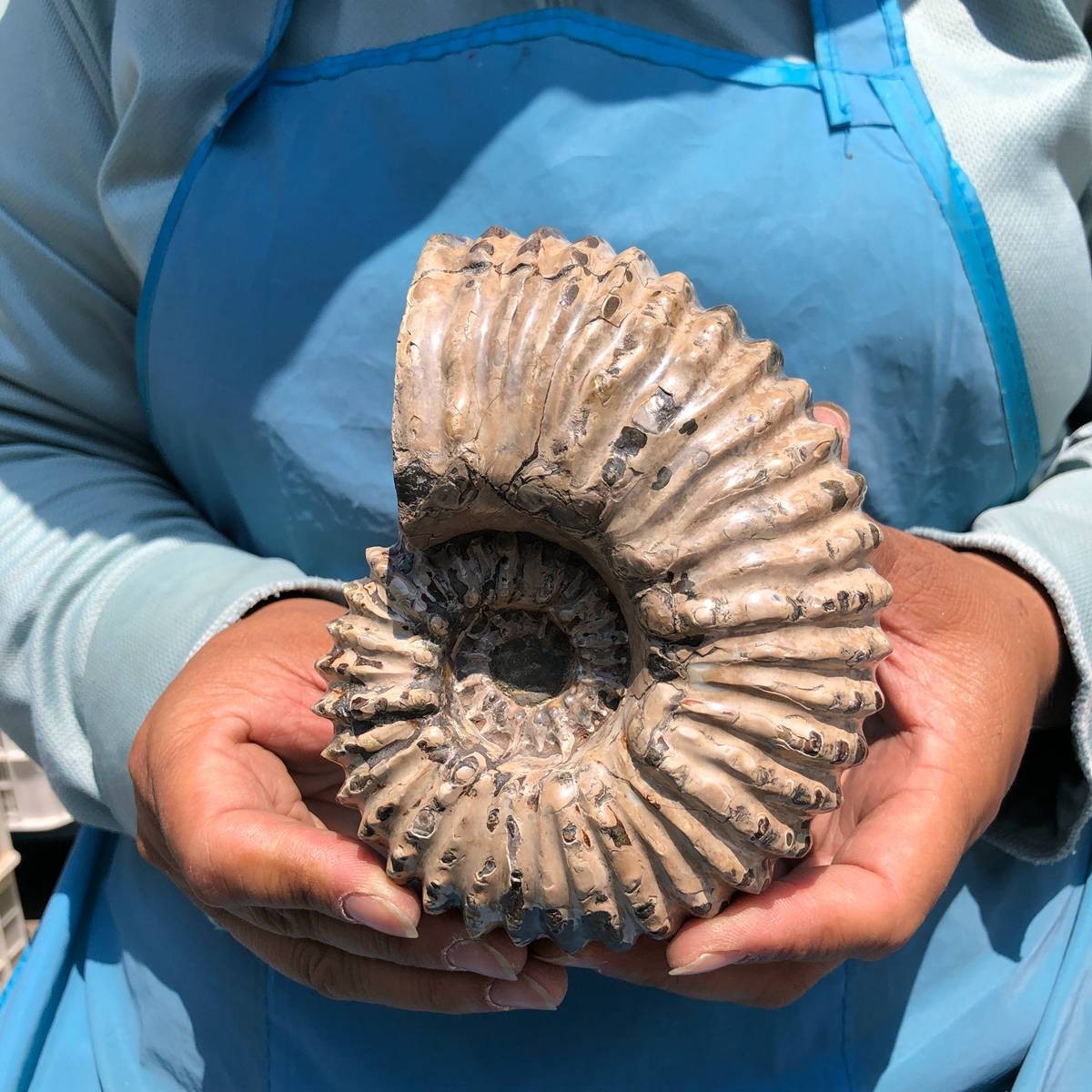 7.15LB 3pc Rare! Natural Tentacle Ammonite Specimen Healing Madagascar