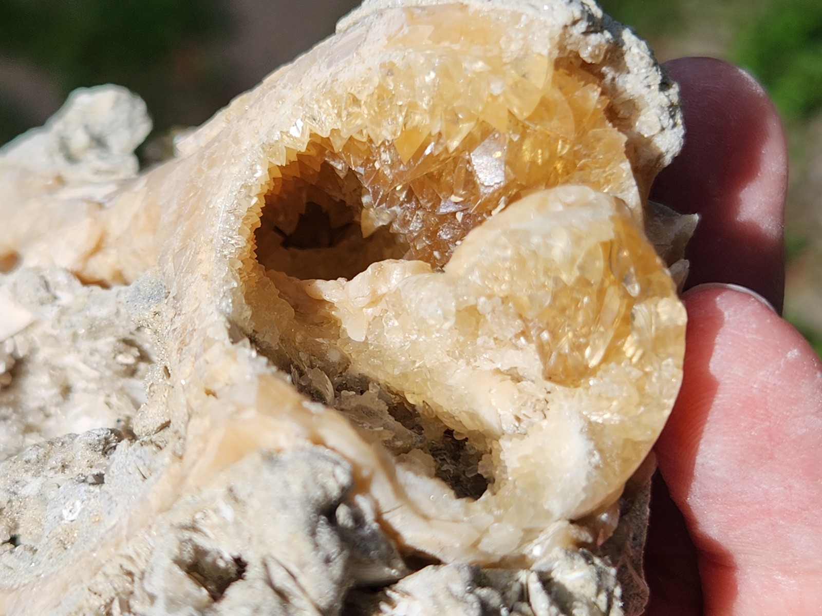 Calcite WHELK SHELL Fossil Rucks Pit Florida dogtooth UV crystal honey