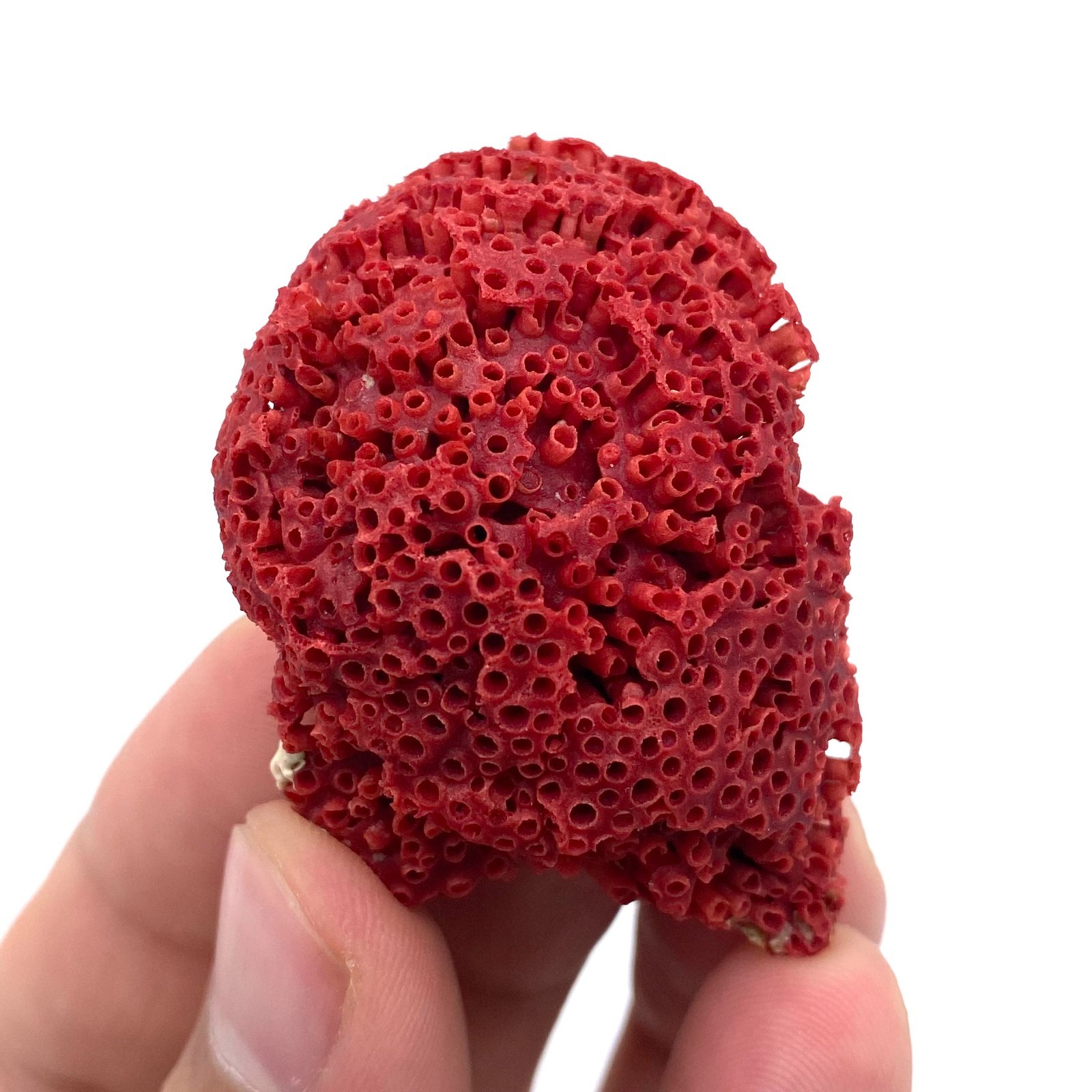 Natural Red Coral with Matrix , Mineral Specimen Collection, Italy