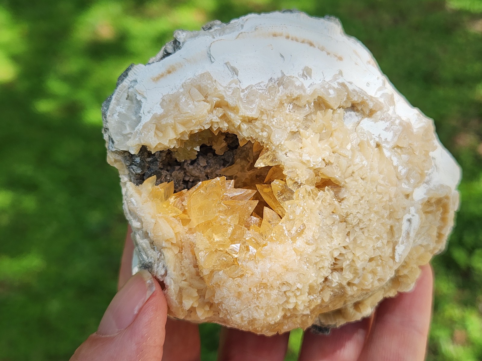 Calcite Crystal Clam Shell Fossil Rucks Pit Florida cut dogtooth clam honey UV