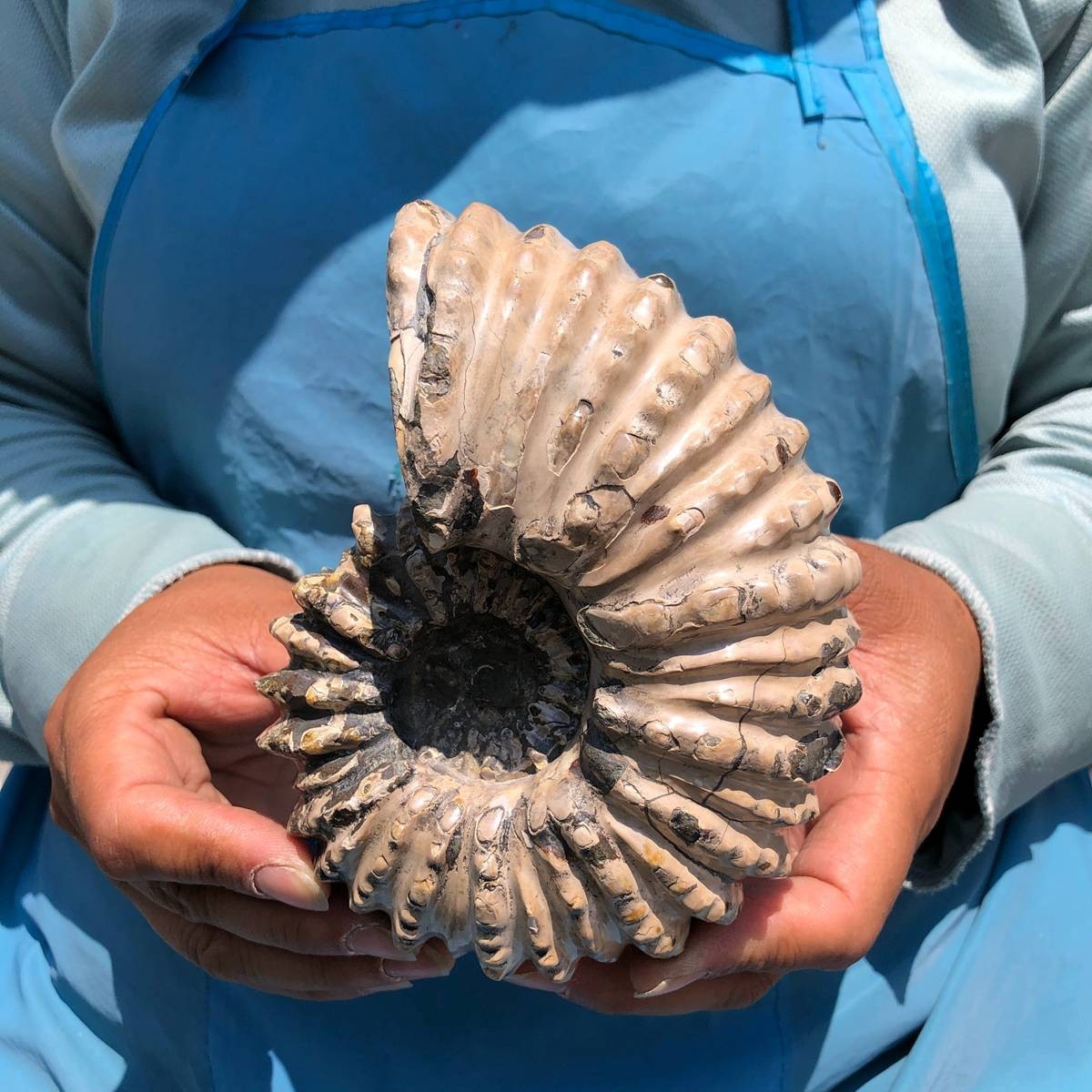 7.15LB 3pc Rare! Natural Tentacle Ammonite Specimen Healing Madagascar
