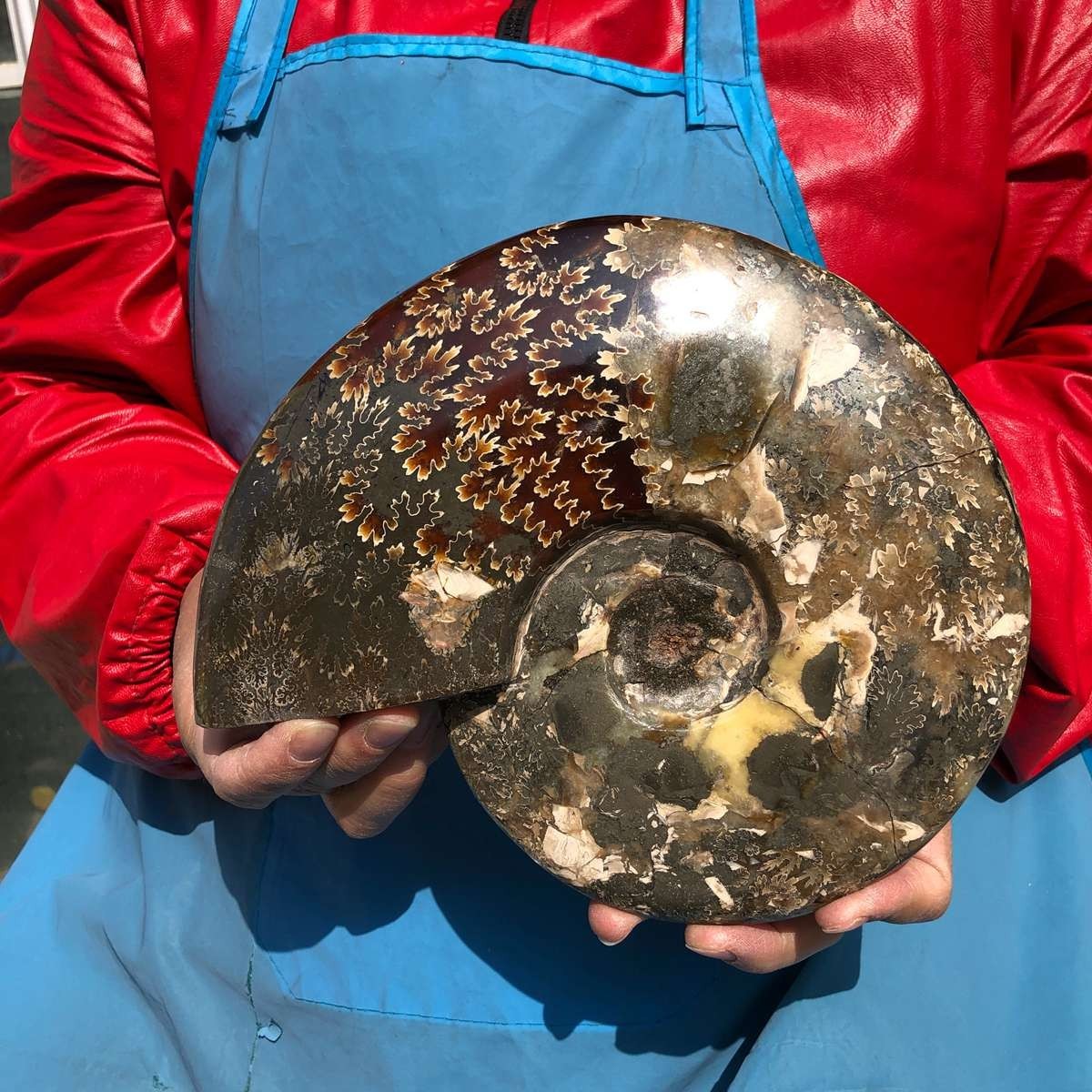 3.65LB AAA Natural Polished Ammonite Fossil with Suture Detail healing