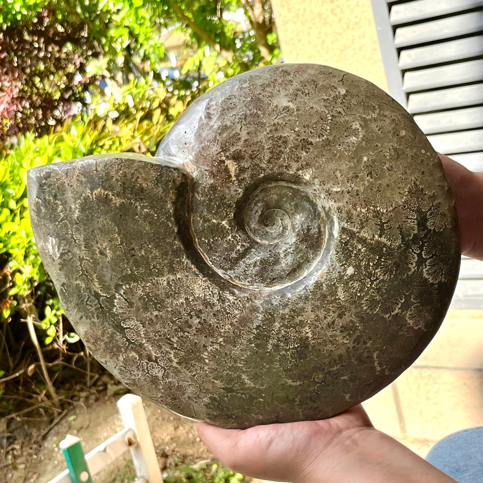Polished Conch Shell Specimen Polished w/ Ammonite Pattern 11.08 lb