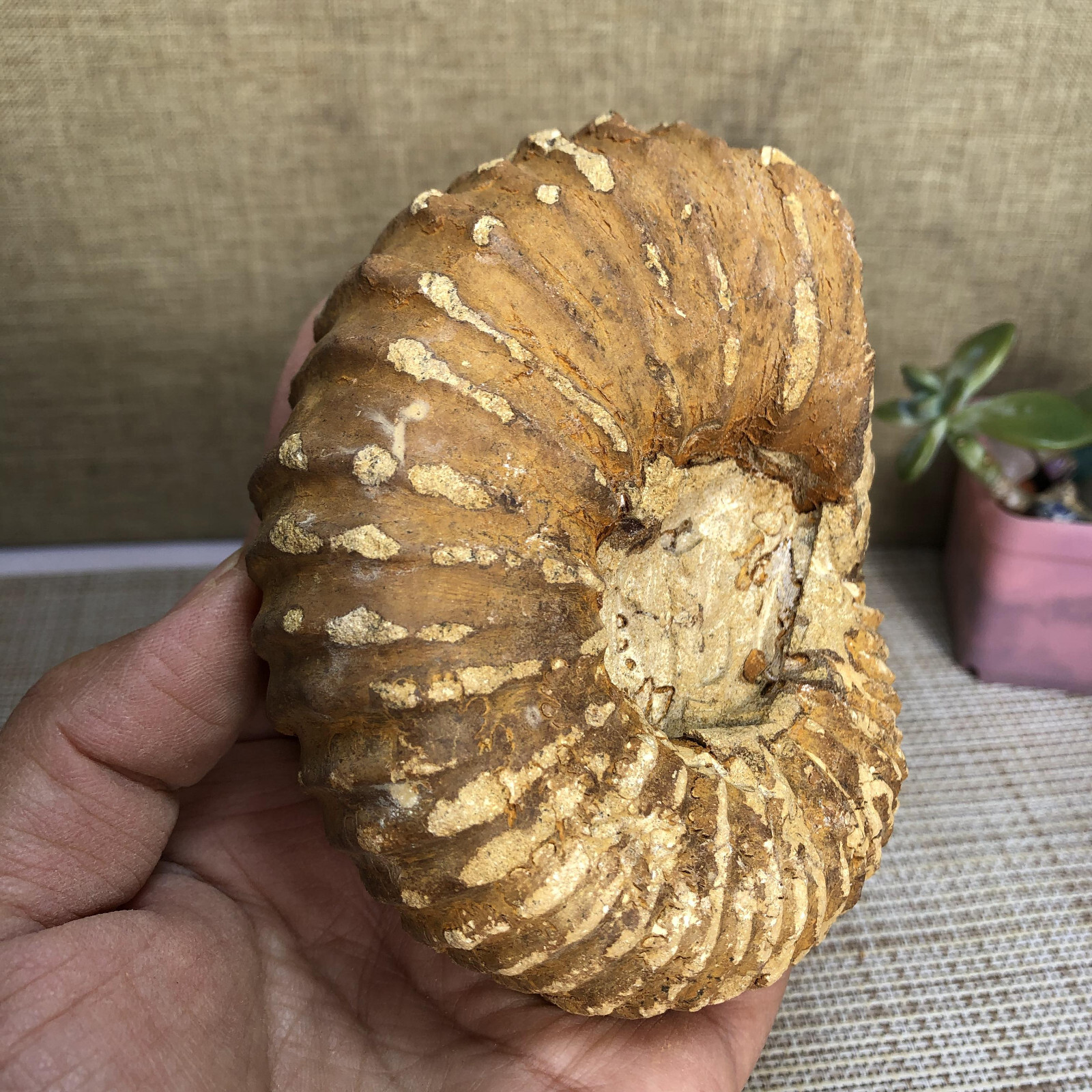 110mm Rare natural yellow conch Ammonite original rough Specimen 507g g4905