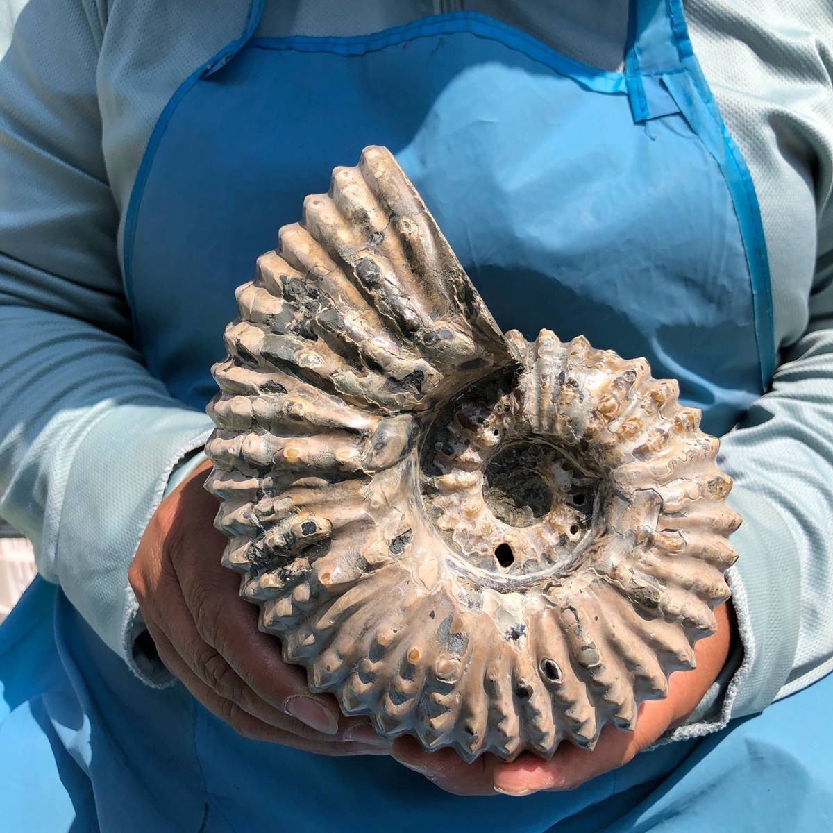 3.74LB Natural Beautiful Ammonite Fossil Conch Crystal Specimen Healing 5389