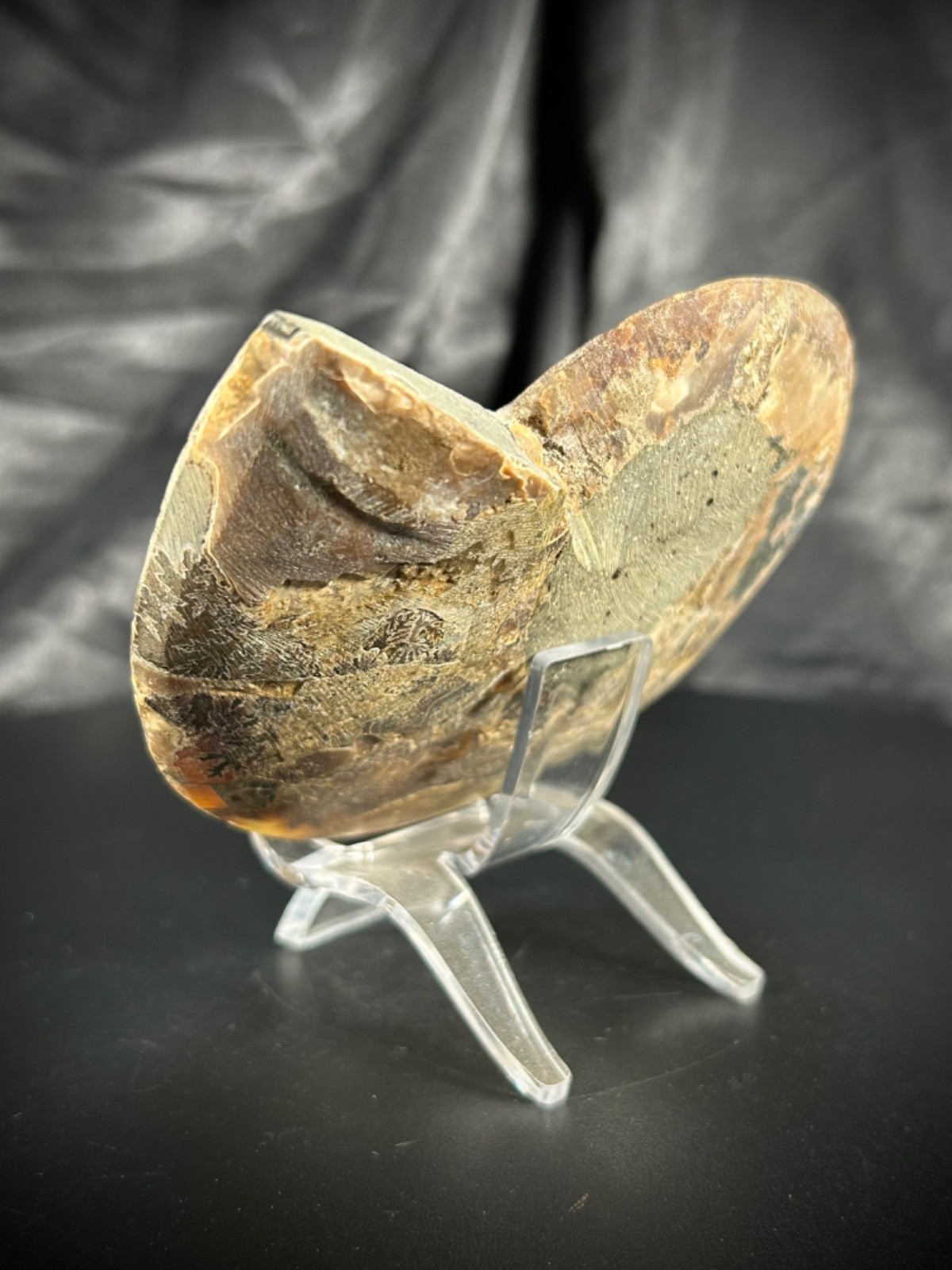 4.32″ Sliced Ammonite Half With Acrylic Stand 5.5oz (157 grams)