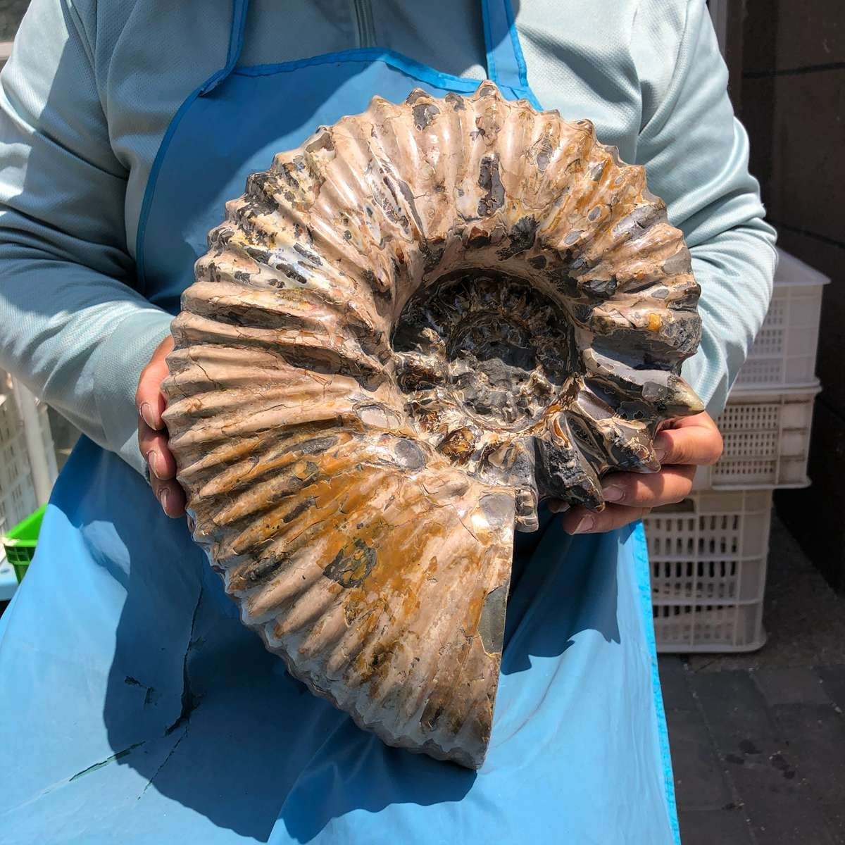 19.97LB Natural Beautiful Ammonite Fossil Conch Crystal Specimen Healing 5387