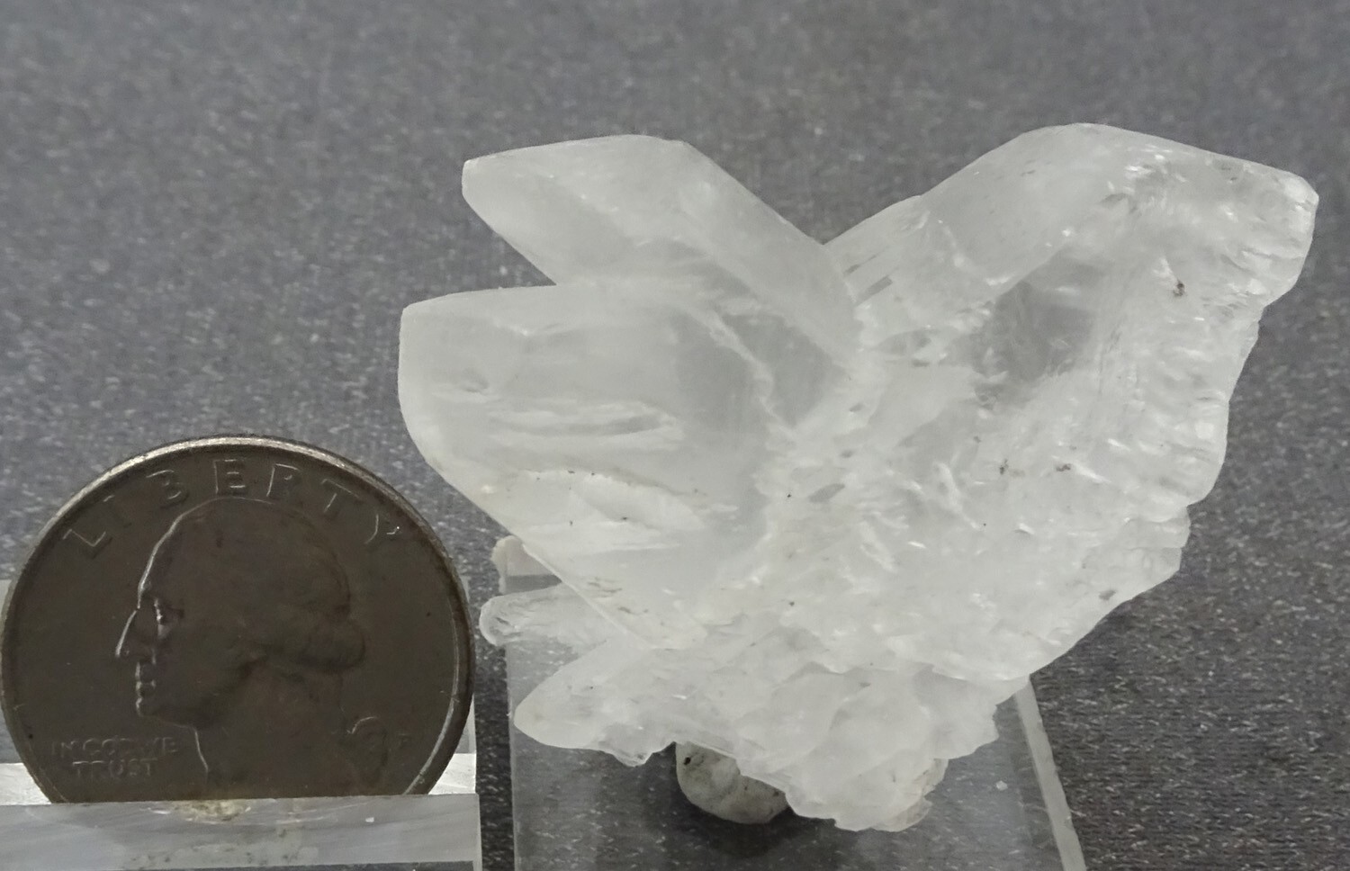Gypsum “Fishtail Selenite” Crystal, Mexico- Mineral Specimen for Sale