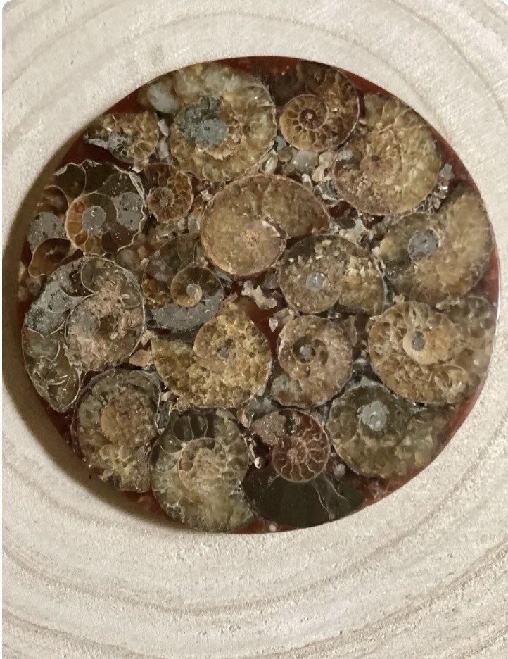 Authentic Ammonite Fossil Disc: Ammonite Crystal, Third Eye Chakra, Crown Chakra