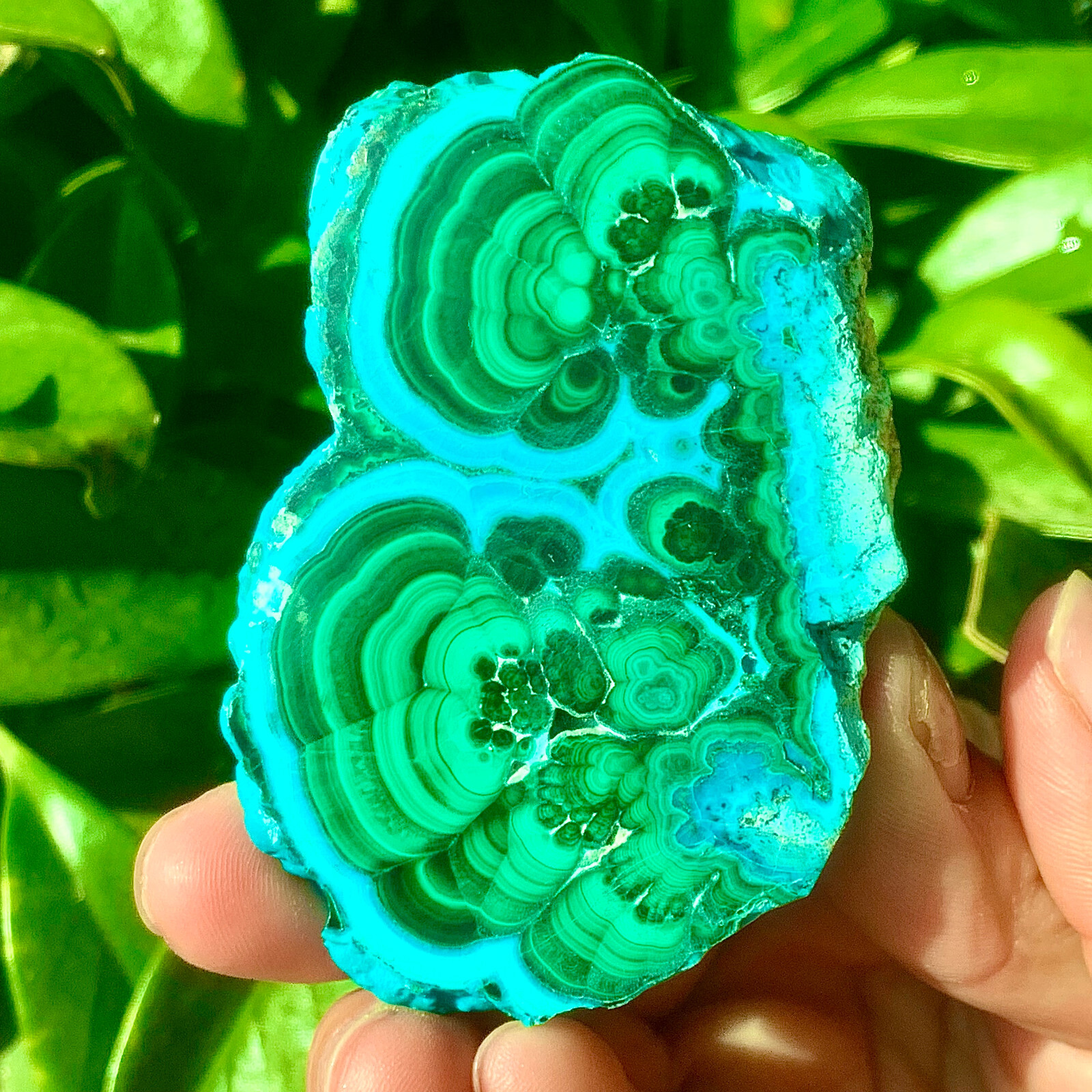 98G Natural tortoise Malachite transparent cluster rough mineral sample