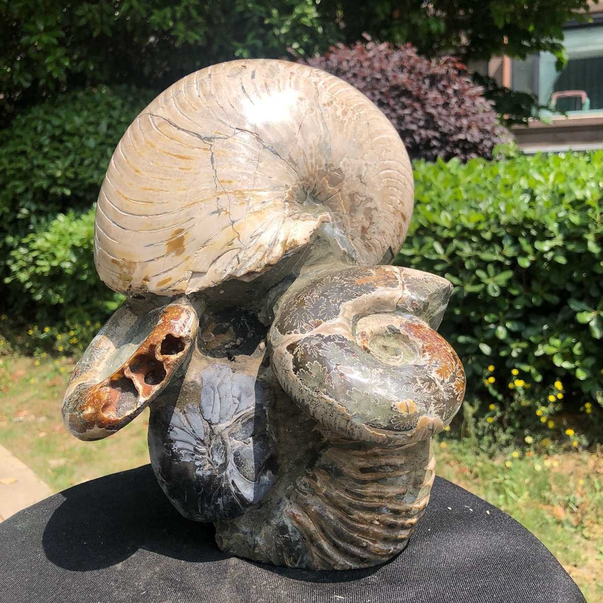 17.11LB Natural Beautiful Ammonite Fossil Conch Crystal Specimen Healing 5118