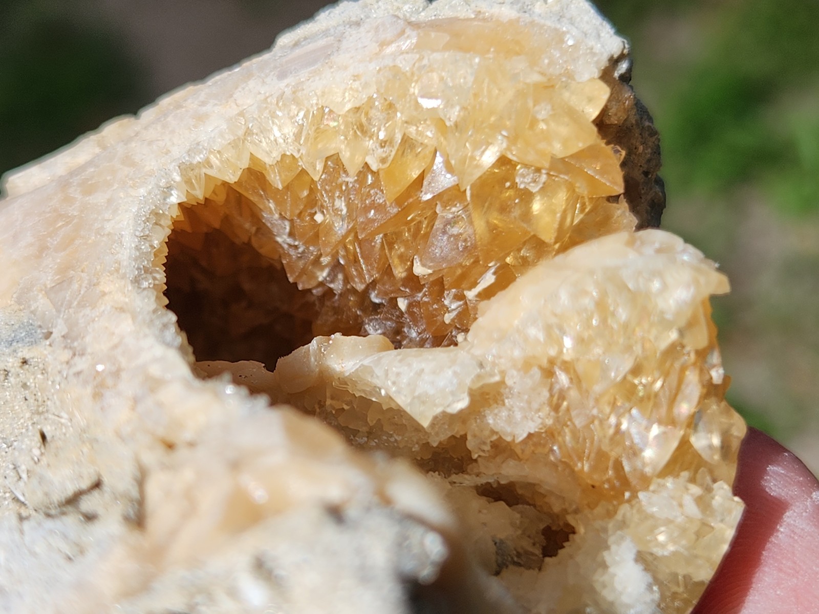 Calcite WHELK SHELL Fossil Rucks Pit Florida dogtooth UV crystal honey