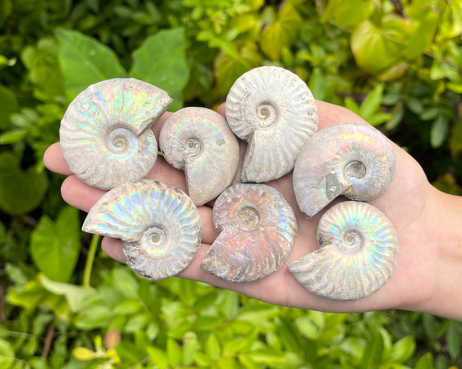 Opalized Ammonite Fossils – Choose Size & Amount (Natural Iridescent Ammonites)