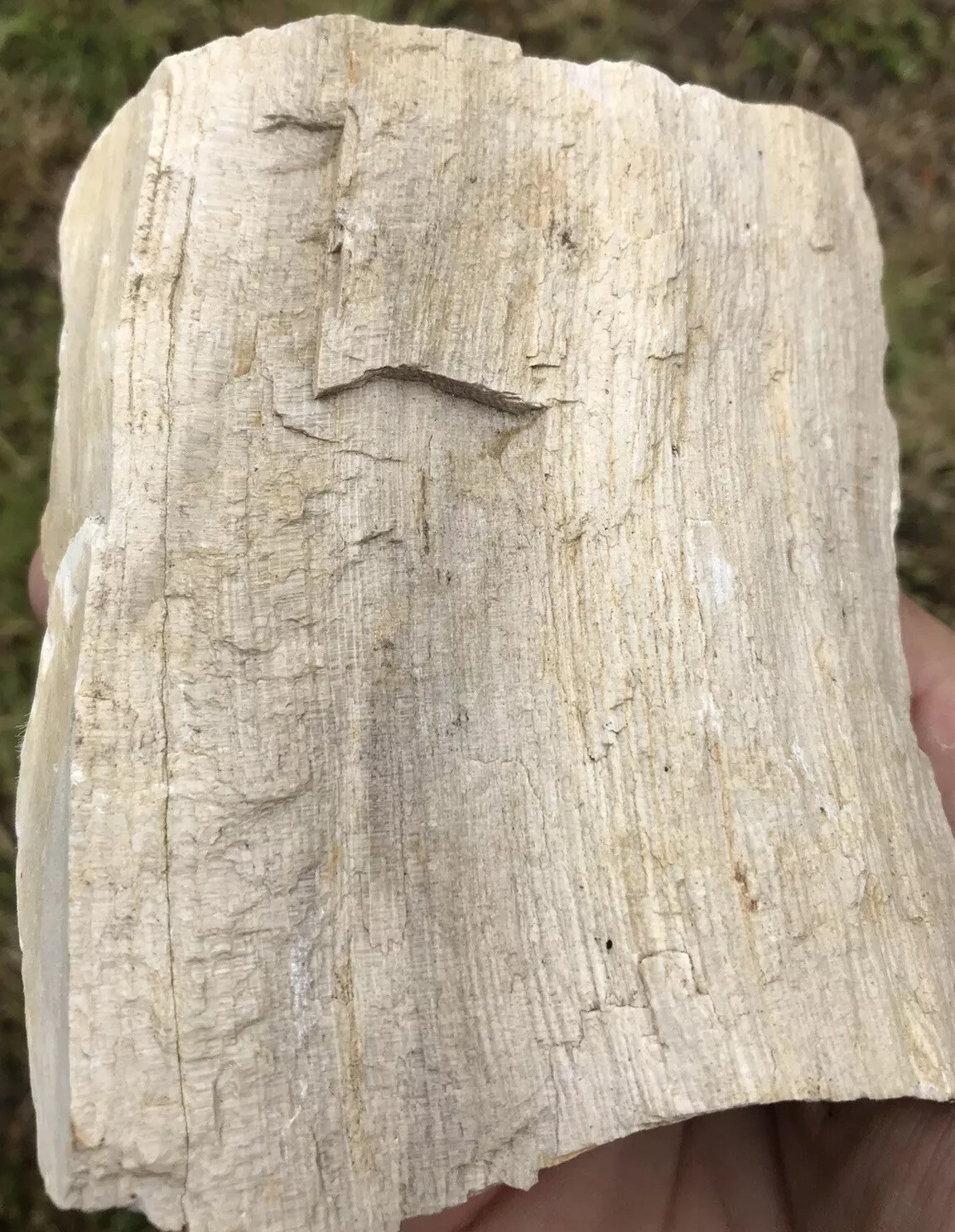Petrified Wood 1 Pound 12 Ounces Washington State Mineral UV Reactive 1.12 Lbs