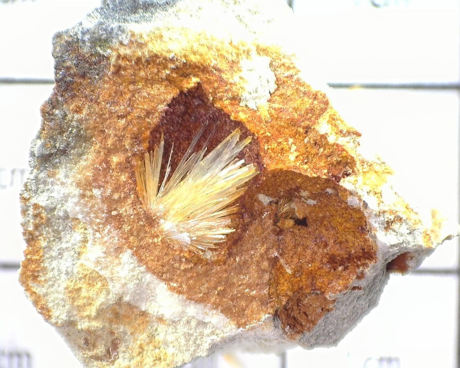 14366 MM Gypsum v Selenite Big Cliff Clackamas Co OR USA 67481