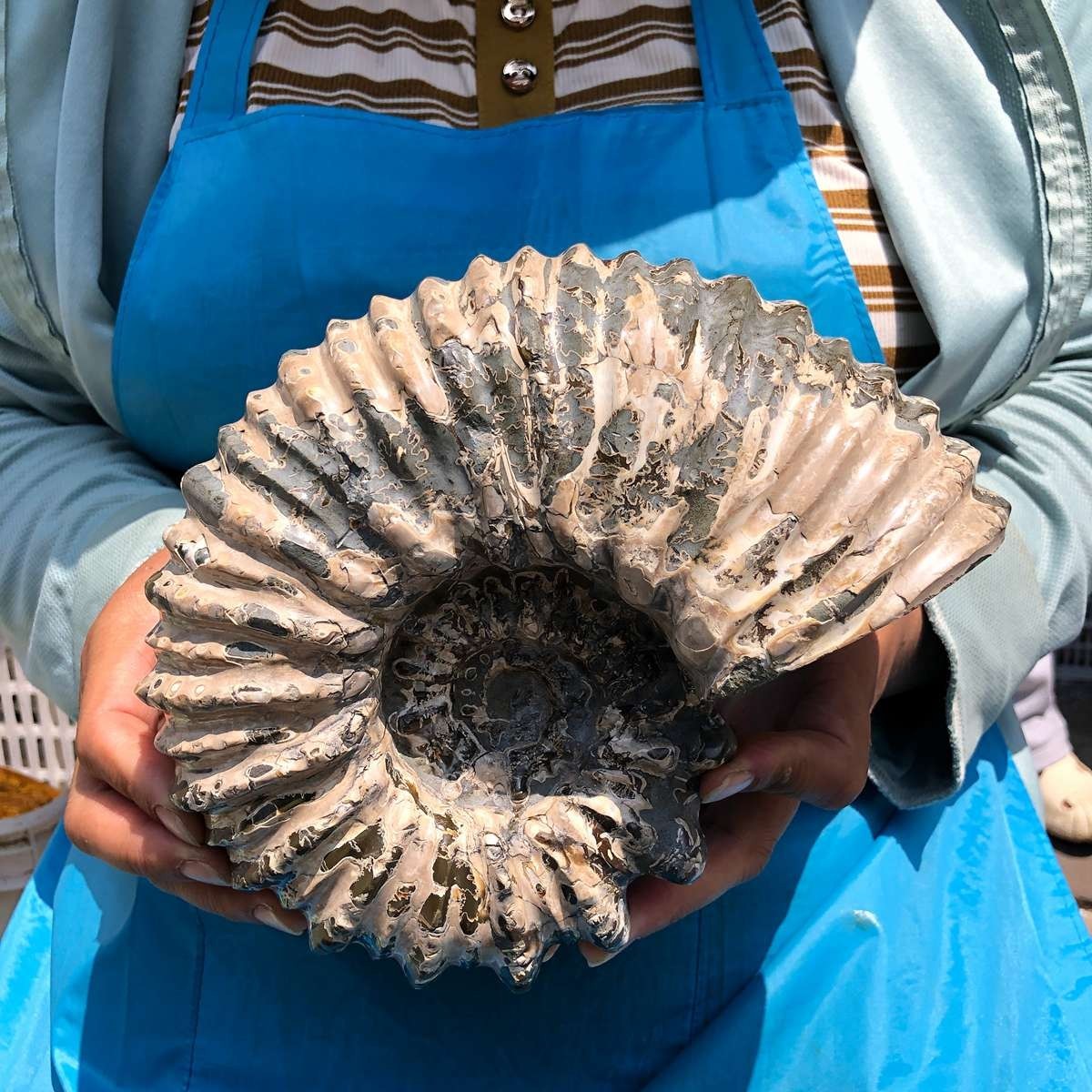 7.12LB Natural Beautiful Ammonite Fossil Conch Crystal Specimen Healing 5403