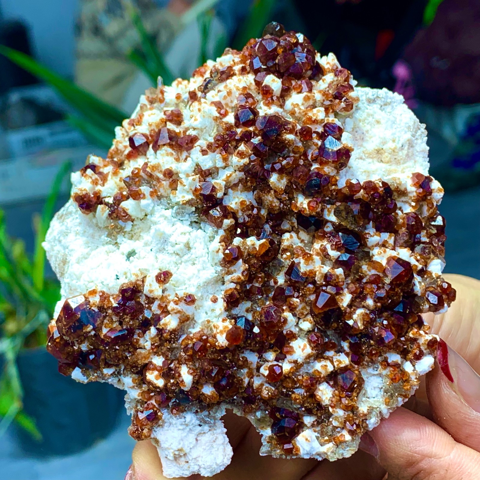 205G Natural Garnet with rock Gorgeous rough raw Crystal Mineral Specimen D32