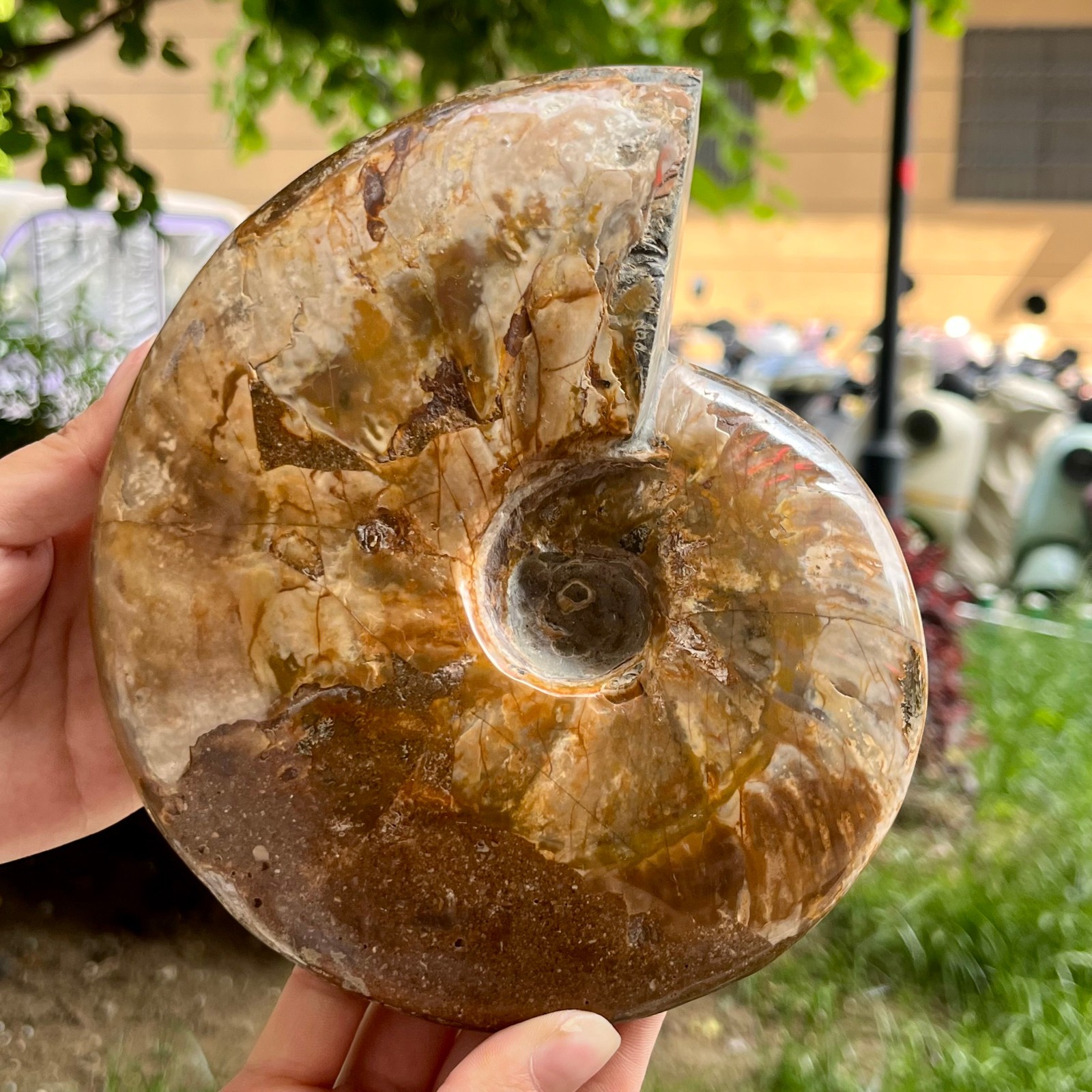 Genuine Ammonite Fossil Polished Sea Snail Shell Gemstone Figure Display 3.3 lb