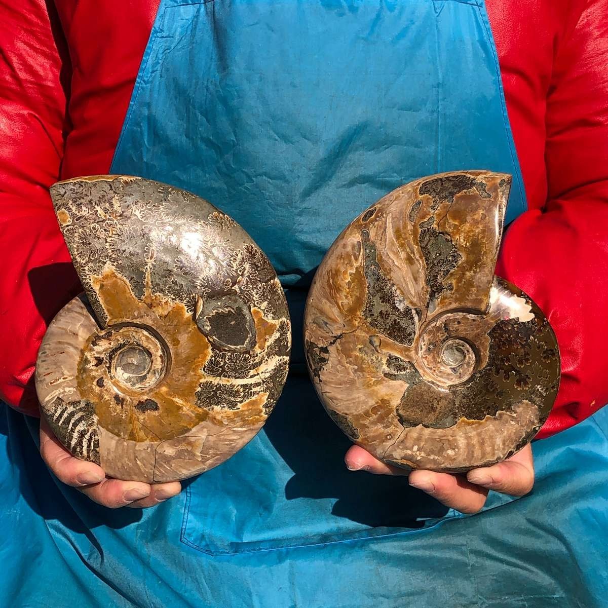 2pcs Natural Beautiful Ammonite Fossil Conch Crystal Specimen Healing
